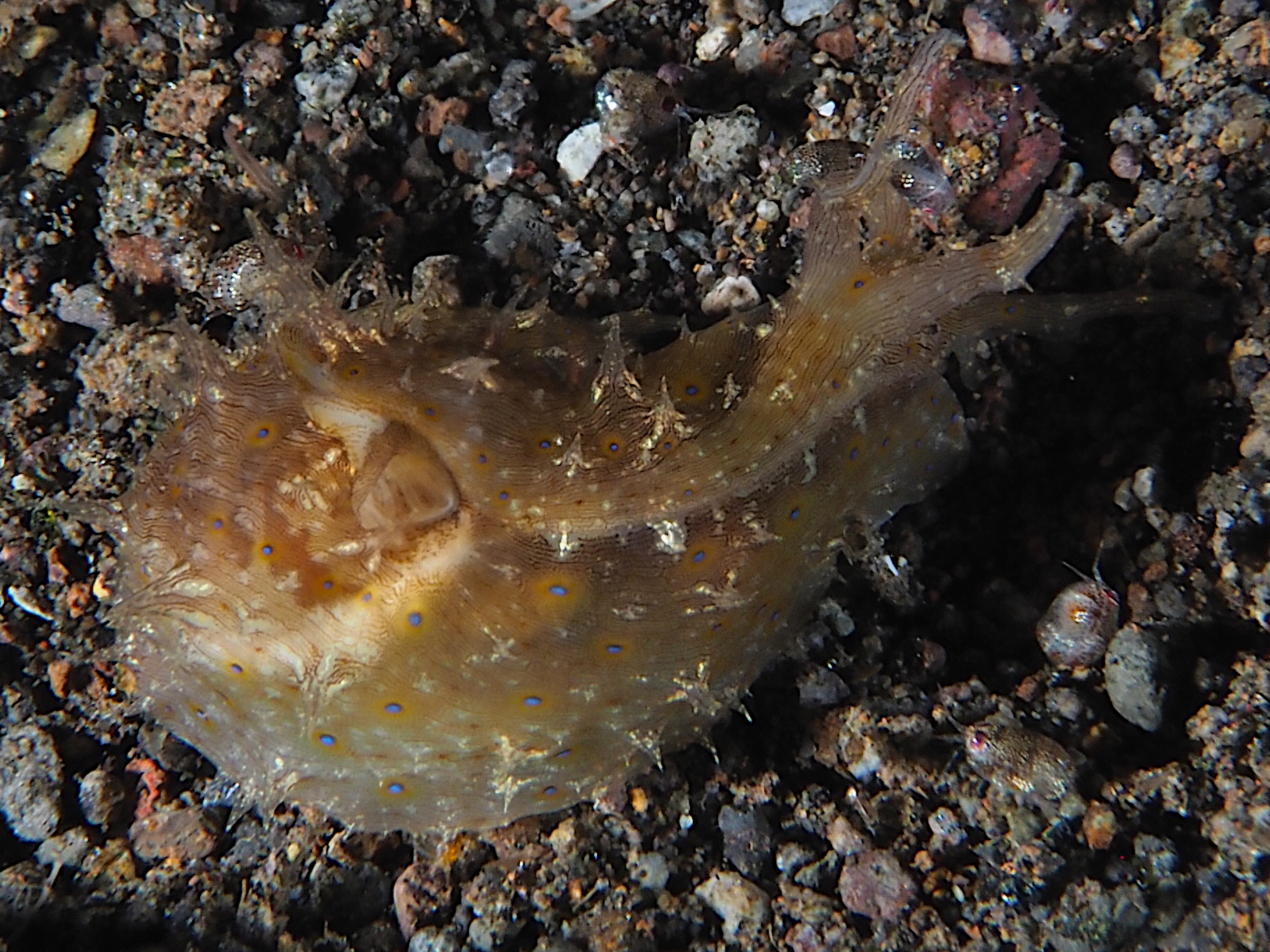 Lined Sea hare - Stylocheilus striatus