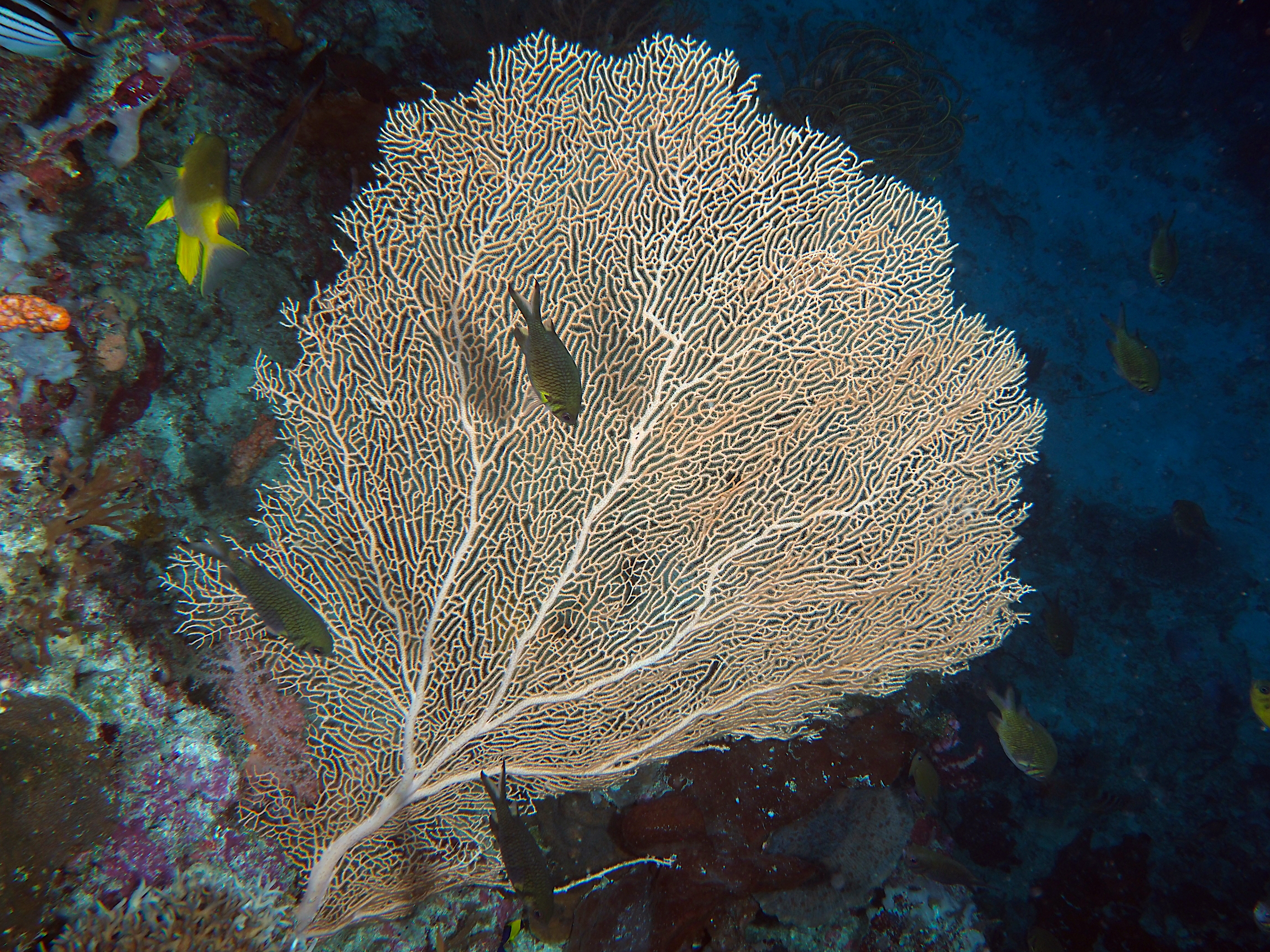 Giant Sea Fan - Annella mollis