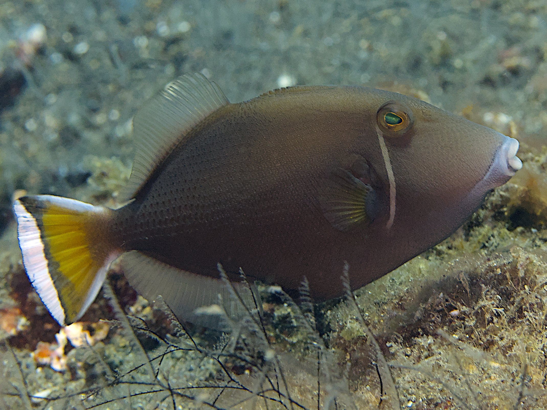 Flagtail Triggerfish - Sufflamen chrysopterum