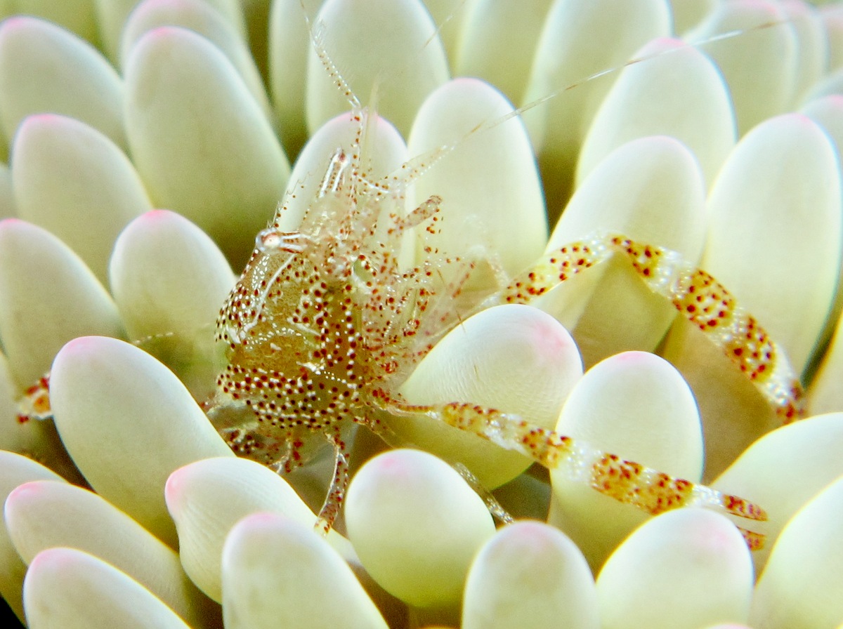 Sun Anemone Shrimp - Periclimenes rathbunae