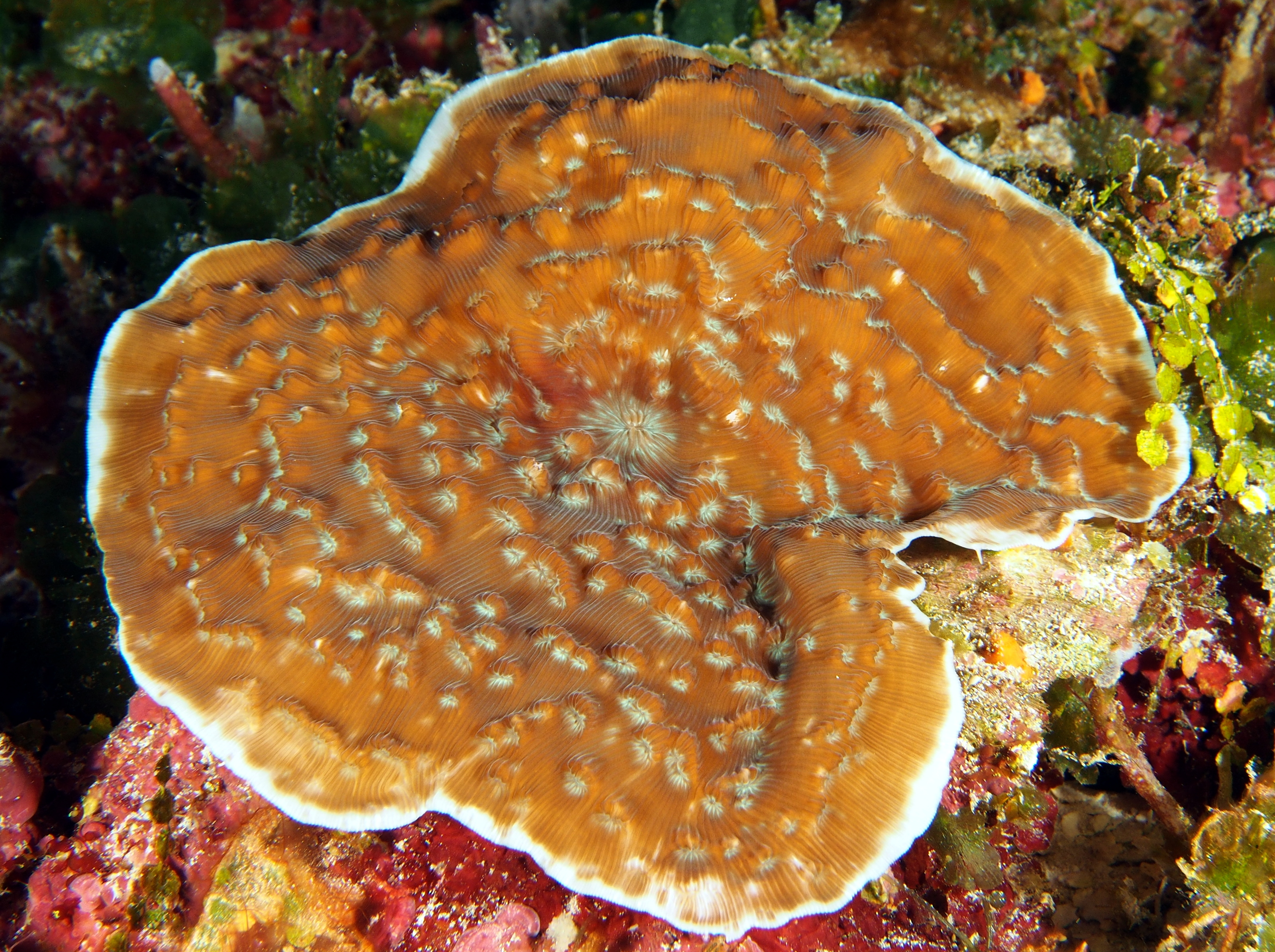 Sunray Lettuce Coral - Helioceris cucullata