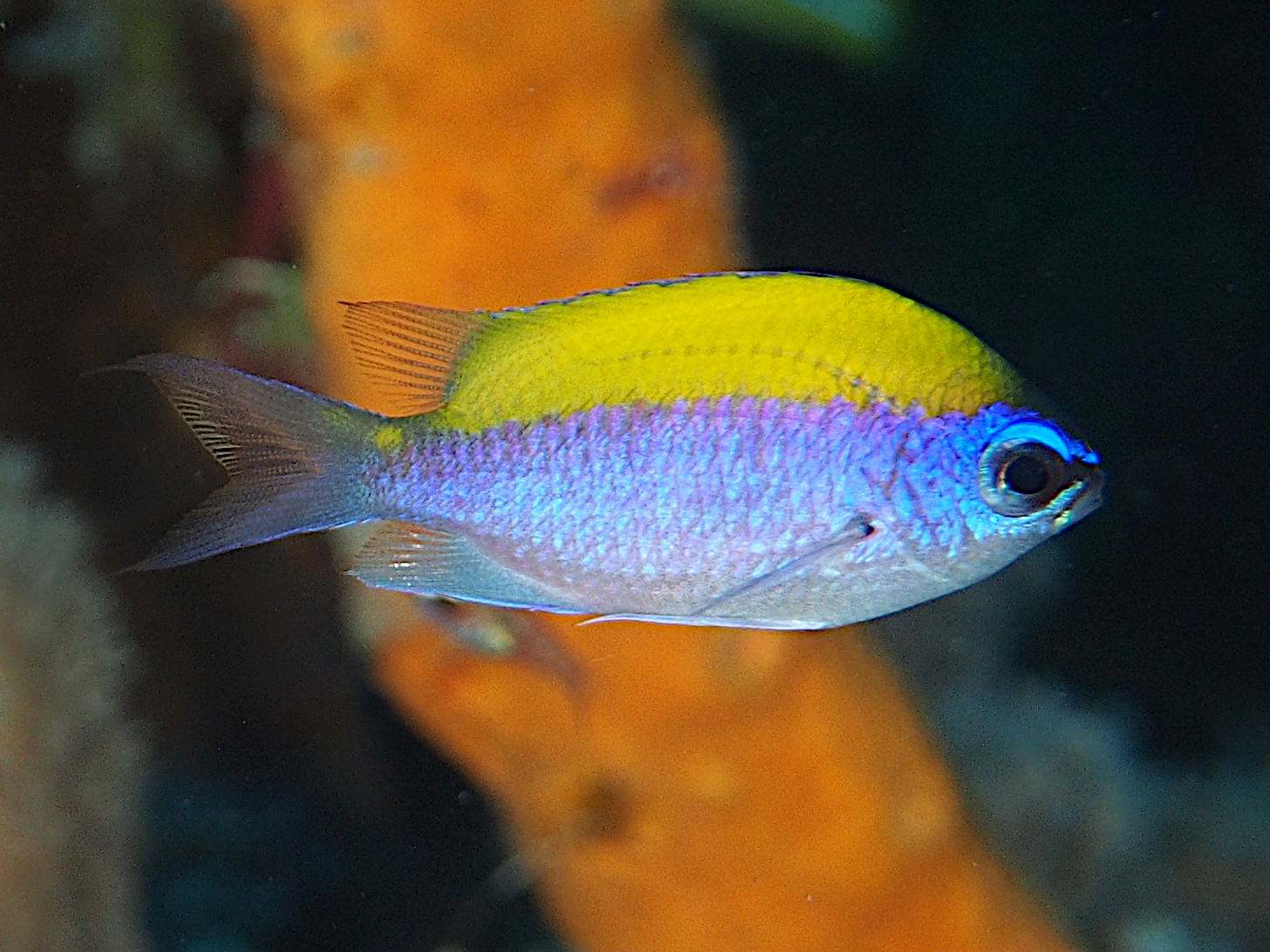 Sunshinefish - Chromis insolata