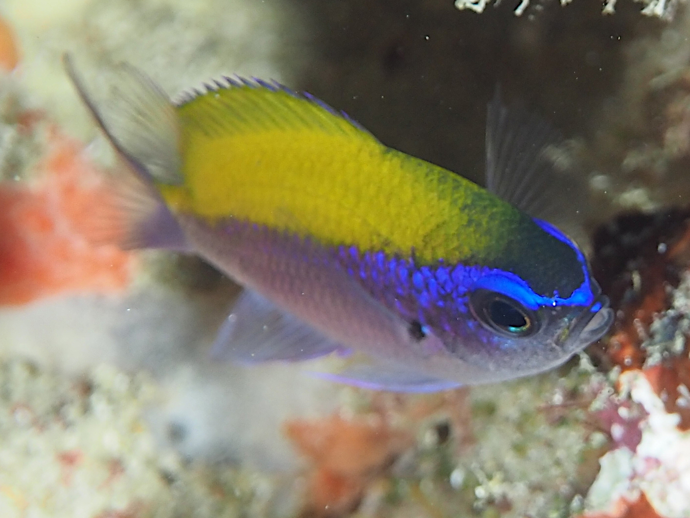 Sunshinefish - Chromis insolata