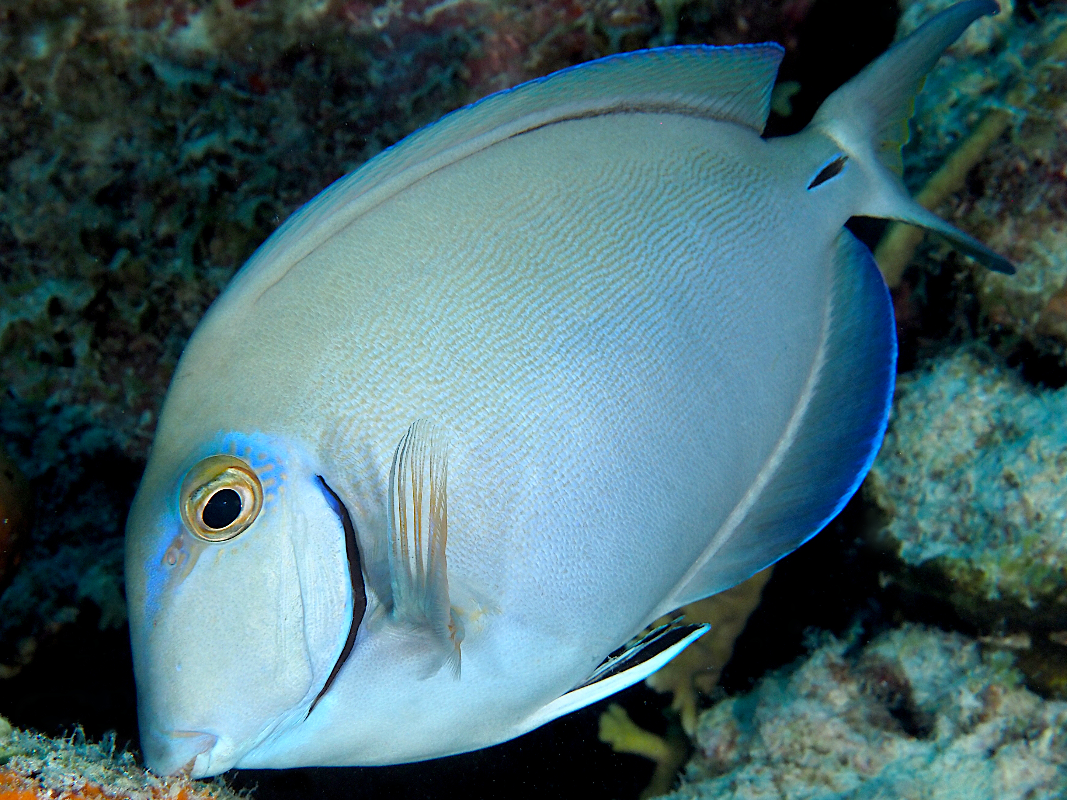 Ocean Surgeonfish - Acanthurus bahianus