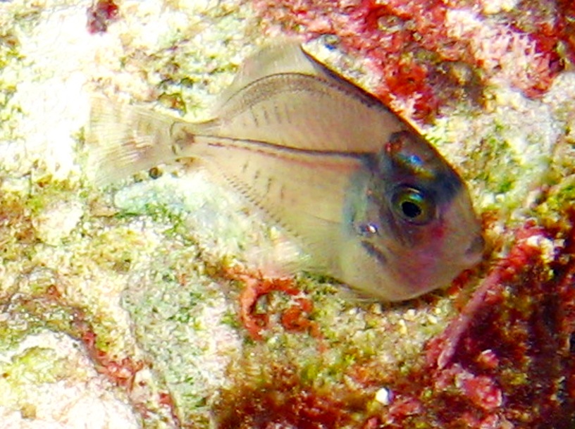 Ocean Surgeonfish - Acanthurus bahianus