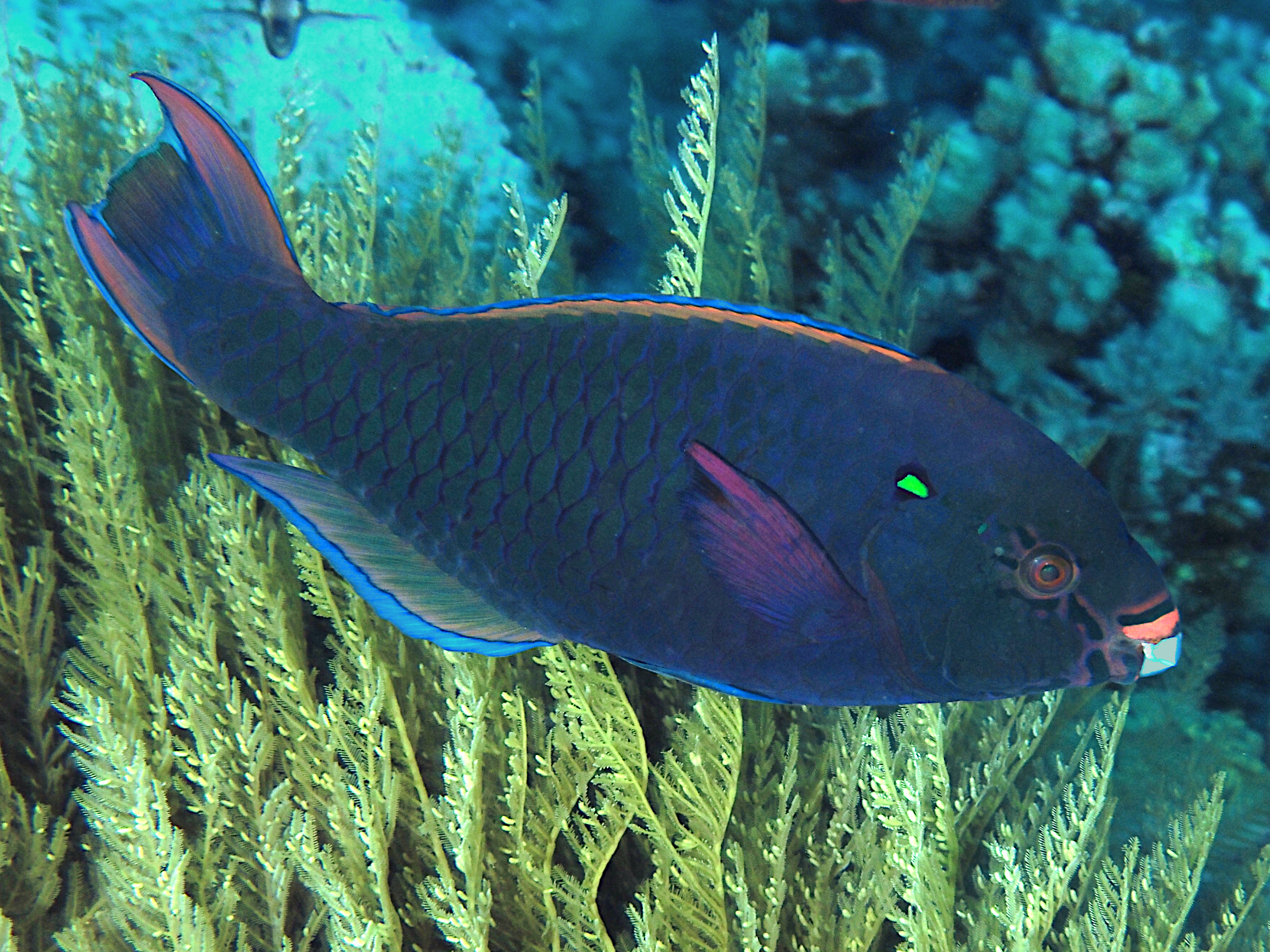 Swarthy Parrotfish - Scarus niger