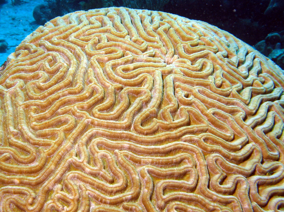 Symmetrical Brain Coral - Pseudodiploria strigosa