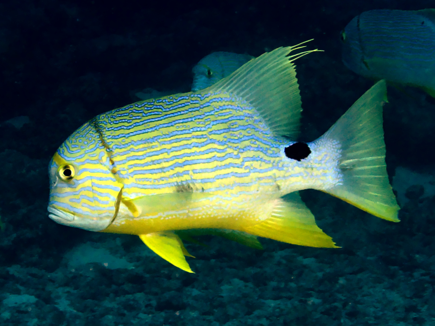 Sailfin Snapper - Symphorichthys spilurus - Great Barrier Reef, Australia