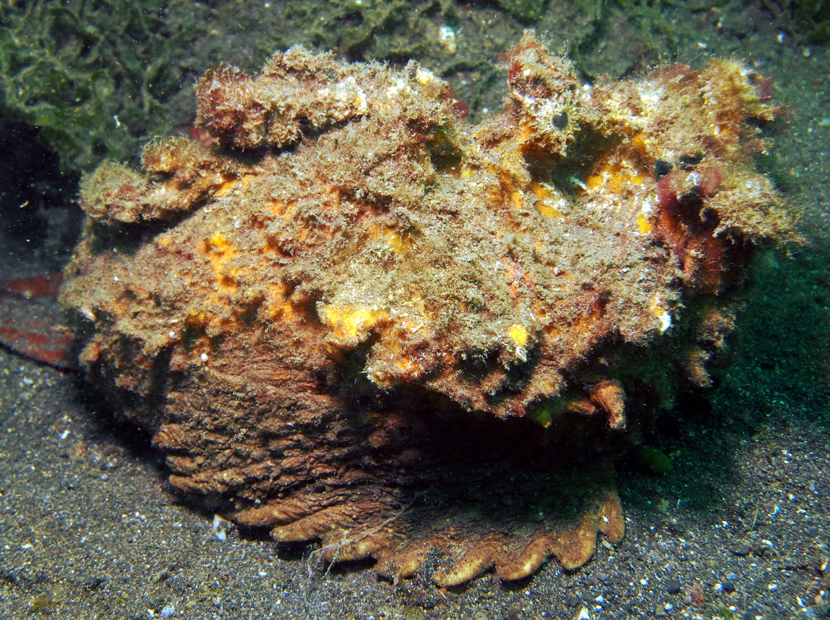 Estuarine Stonefish - Synanceia horrida