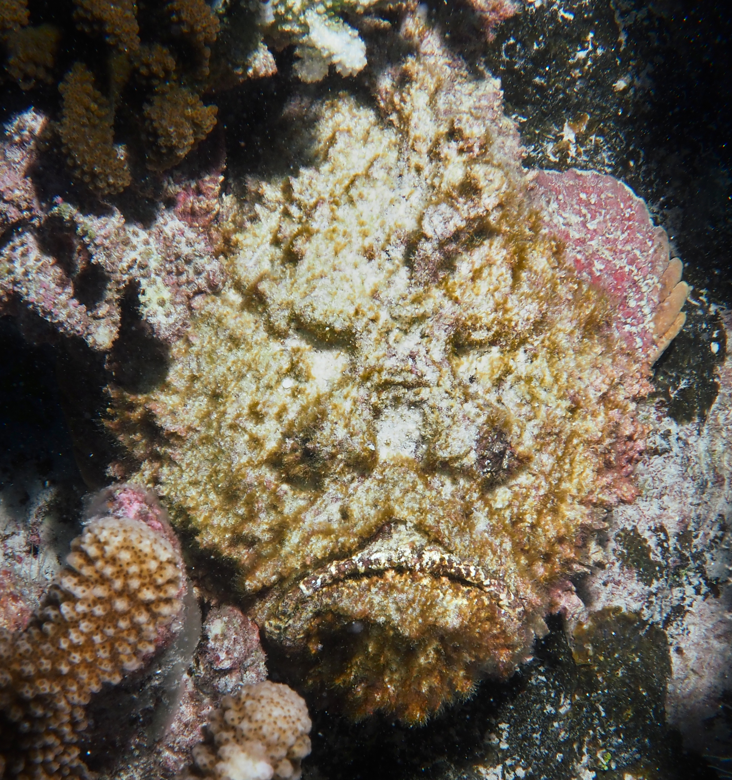 Reef Stonefish - Synanceia verrucosa