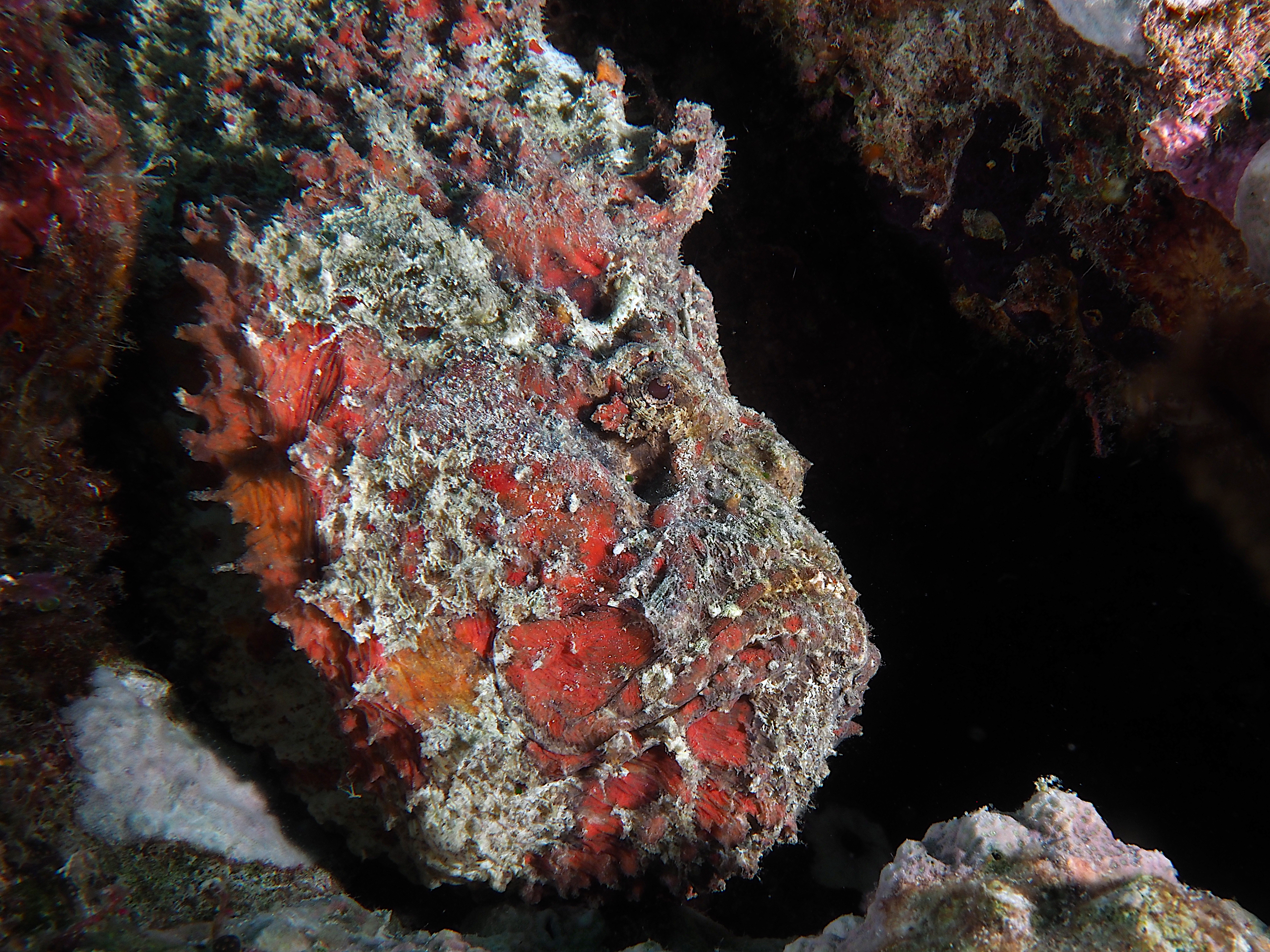 Reef Stonefish - Synanceia verrucosa