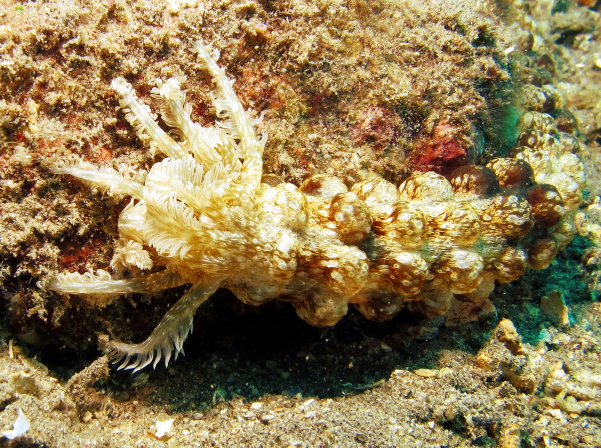 Spotted Worm Sea Cucumber - Synapta maculata