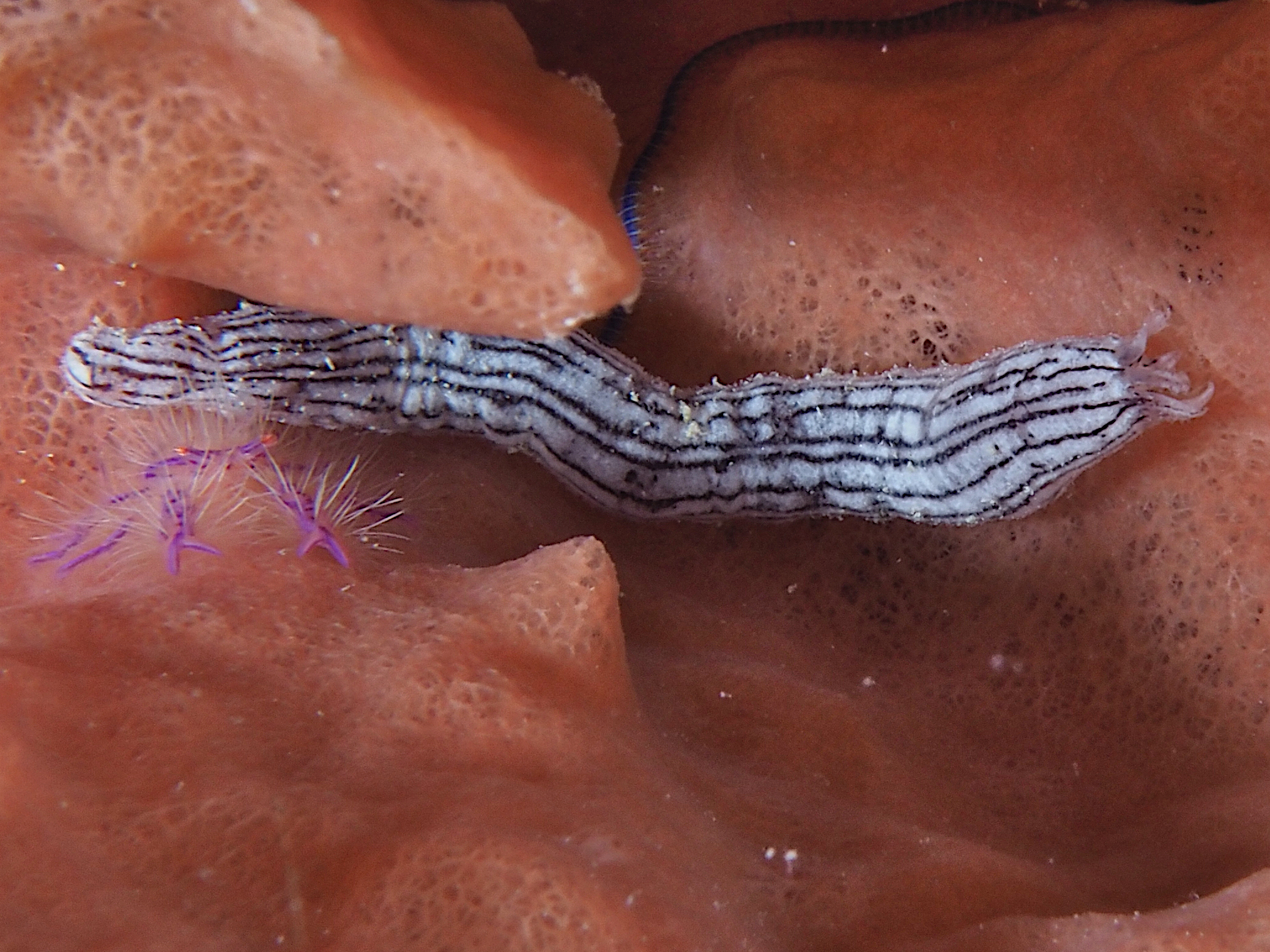 Lampert's Sea Cucumber - Synaptula lamperti