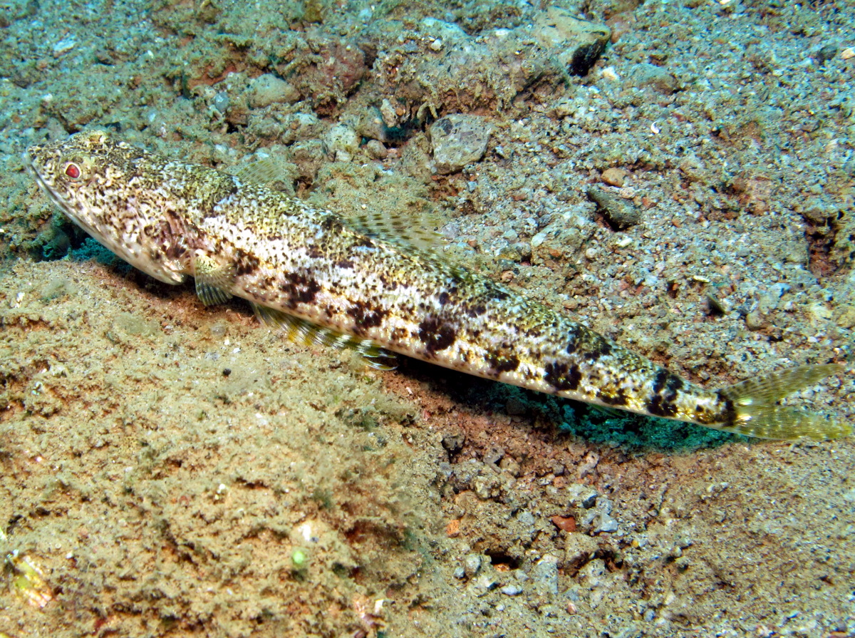 Clearfin Lizardfish - Synodus dermatogenys - Lembeh Strait, Indonesia