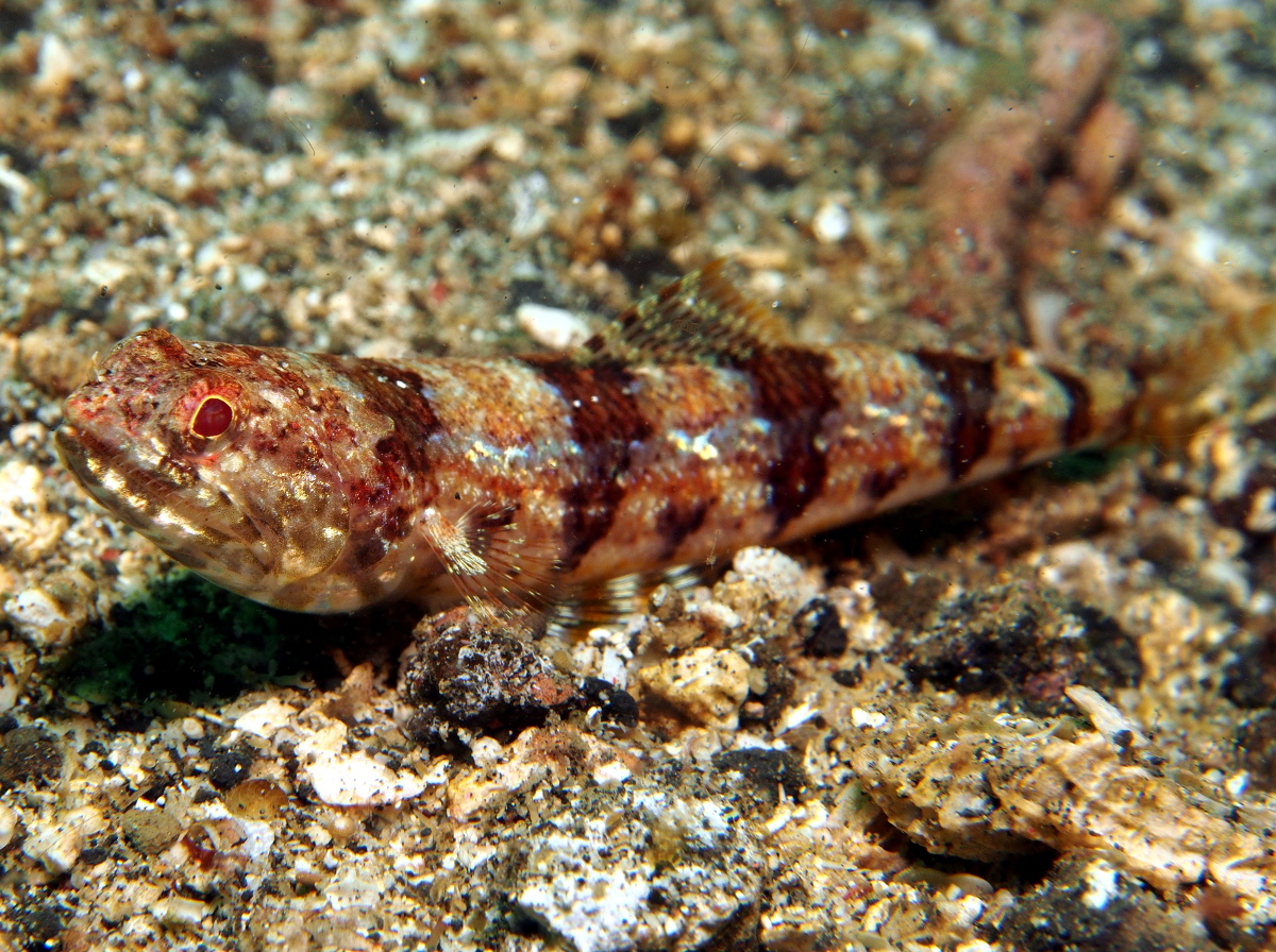 Redmarbled Lizardfish - Synodus rubromarmoratus
