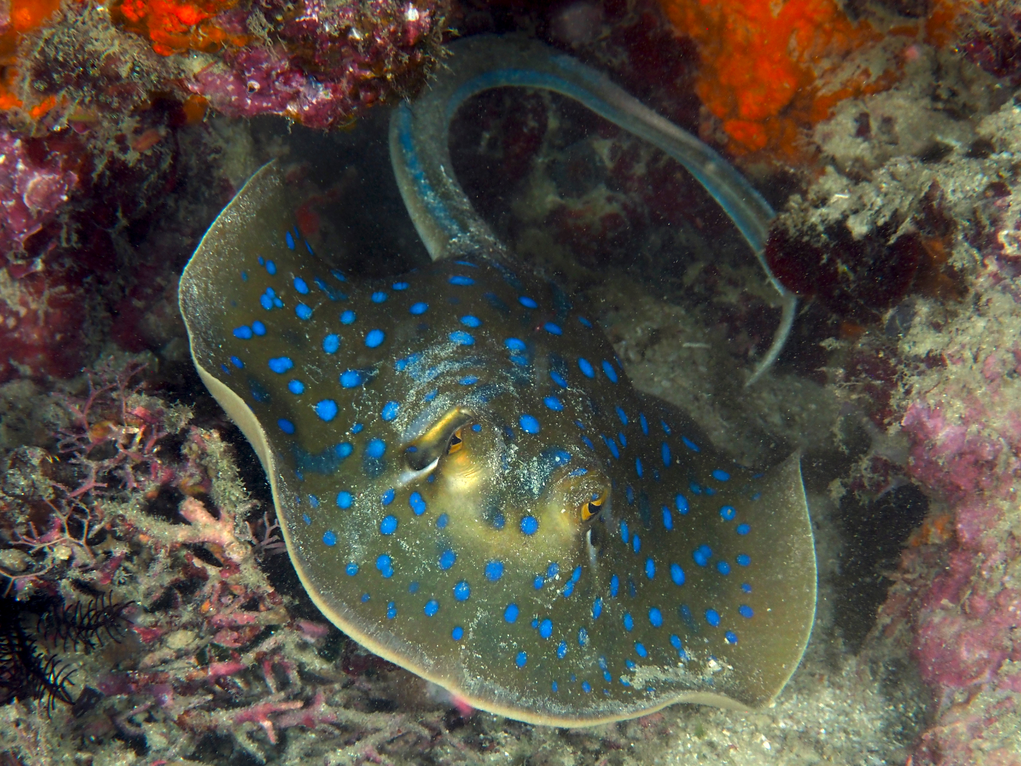 Bluespotted Ribbontail Ray - Taeniura lymma