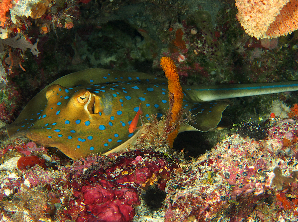 Bluespotted Ribbontail Ray - Taeniura lymma