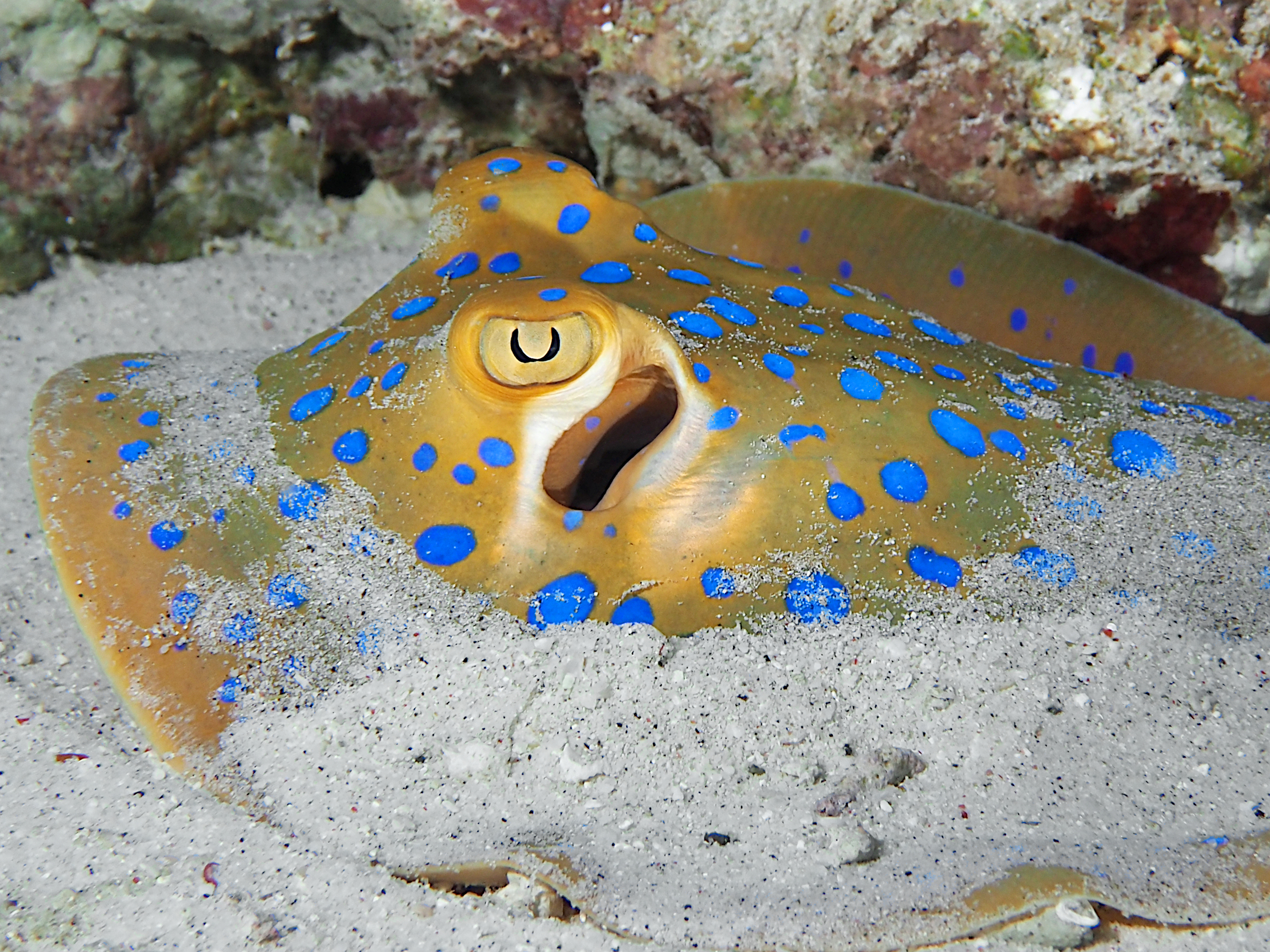 Bluespotted Ribbontail Ray - Taeniura lymma
