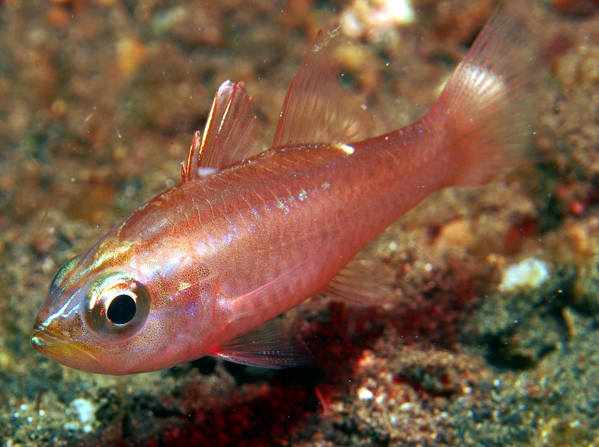 Talbot's Cardinalfish - Ostorhinchus talboti - Lembeh Strait, Indonesia