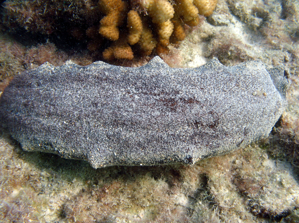 Teated Sea Cucumber - Holothuria whitmaei - Big Island, Hawaii