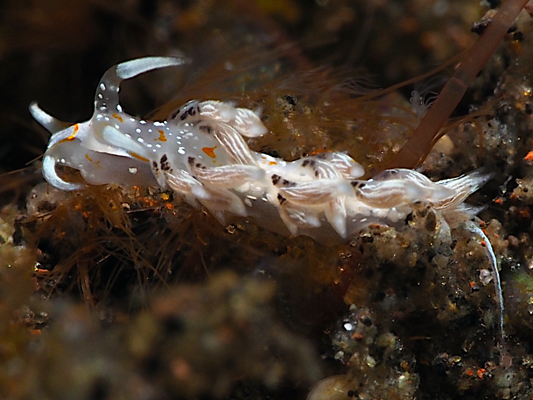 Tenellia sp. 1 - Tenellia sp. 1