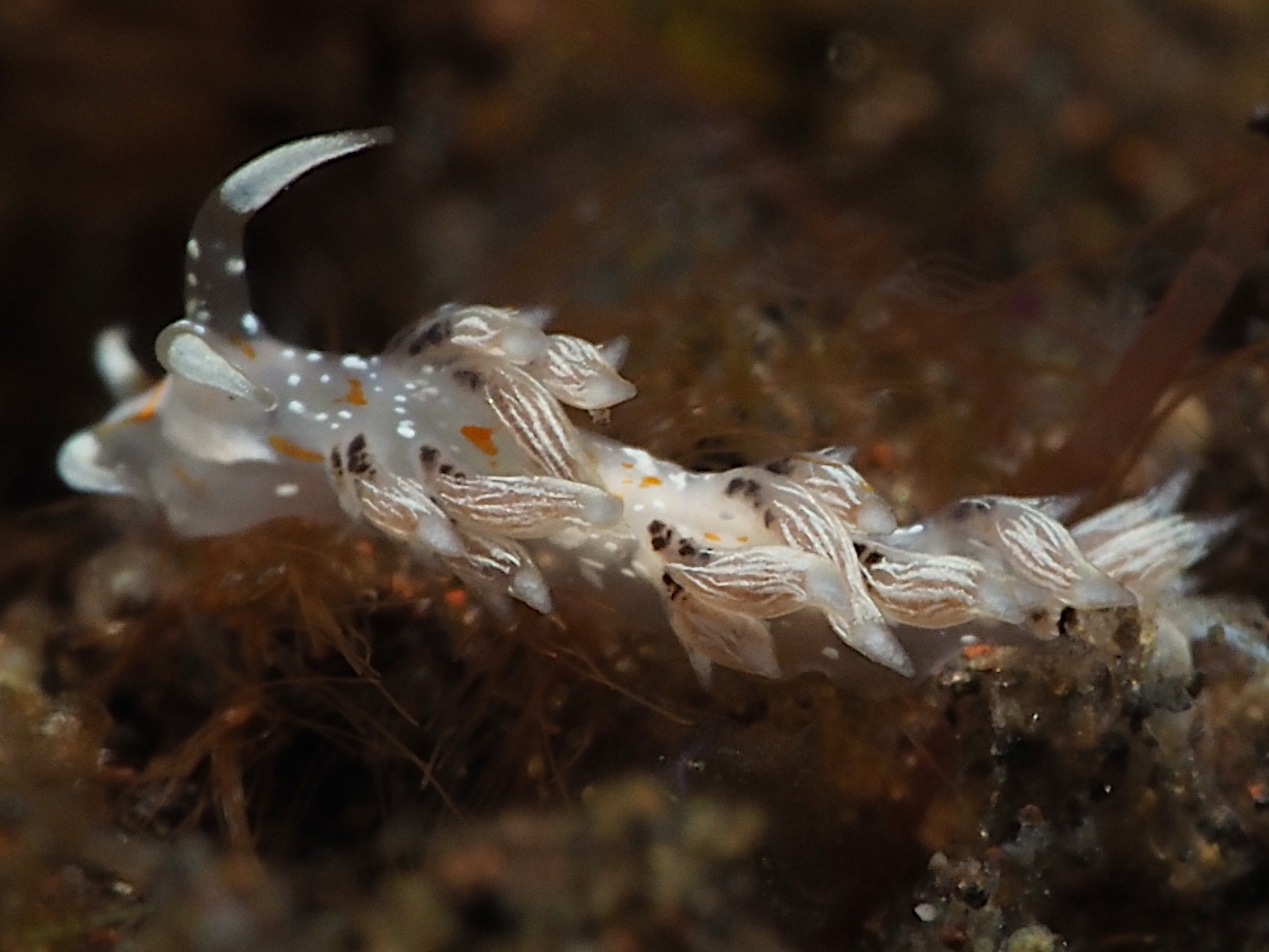 Tenellia sp. 1 - Tenellia sp. 1