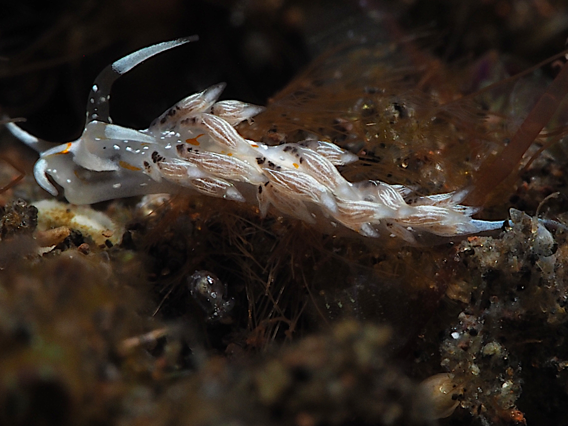 Tenellia sp. 1 - Tenellia sp. 1