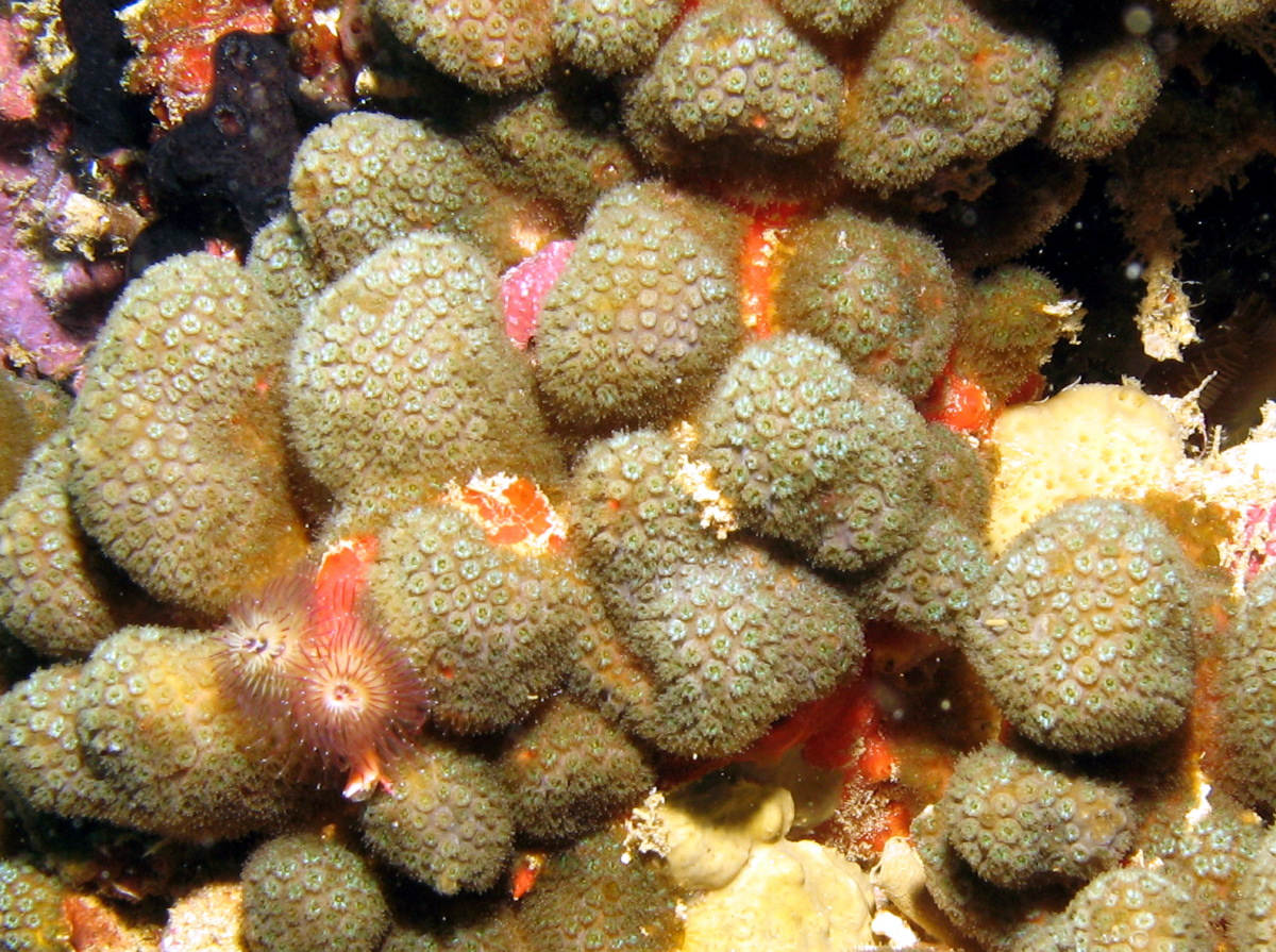 Ten-Ray Star Coral - Madracis decactis