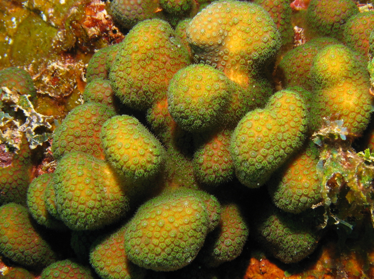 Ten-Ray Star Coral - Madracis decactis