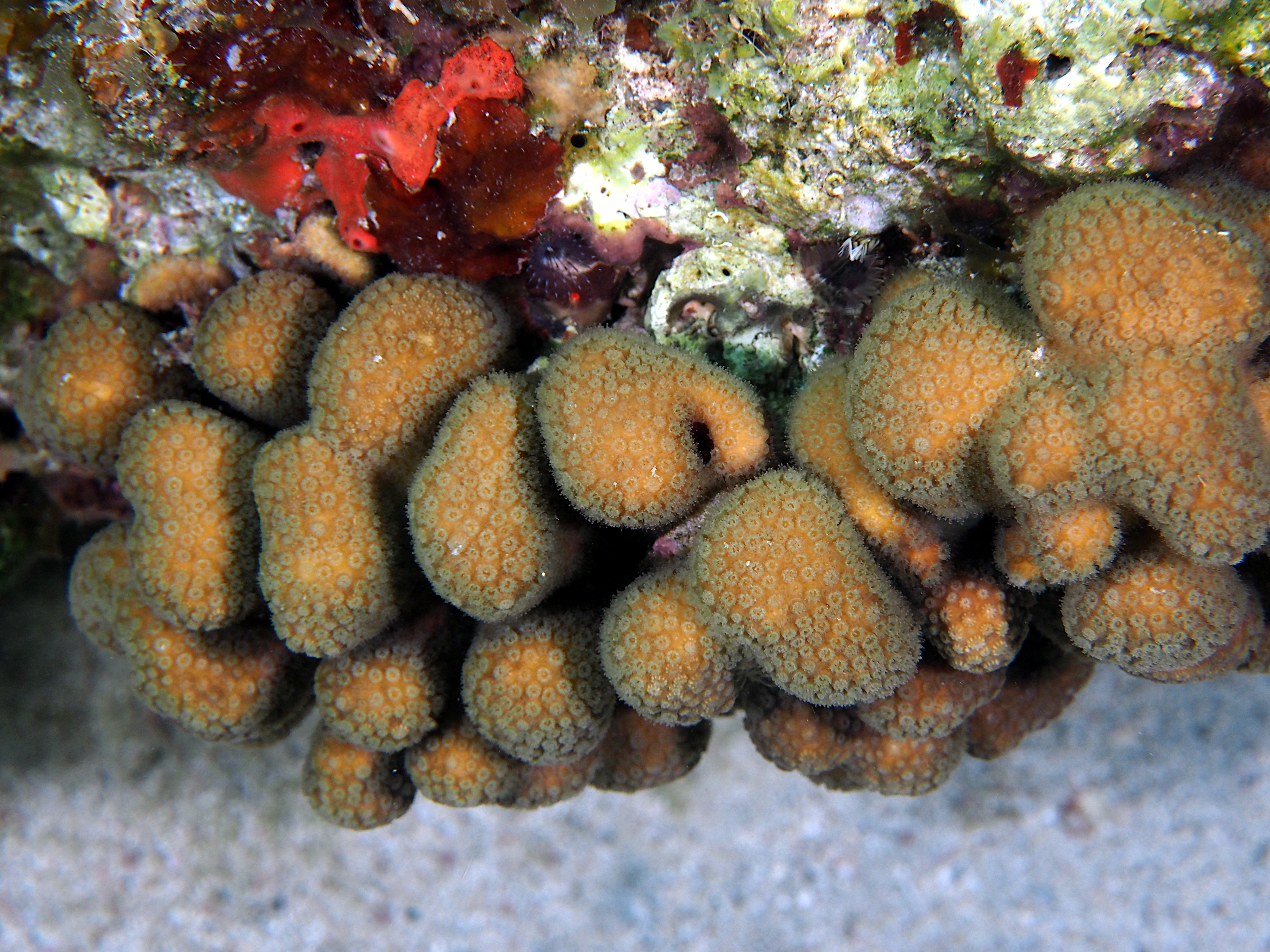 Ten-Ray Star Coral - Madracis decactis