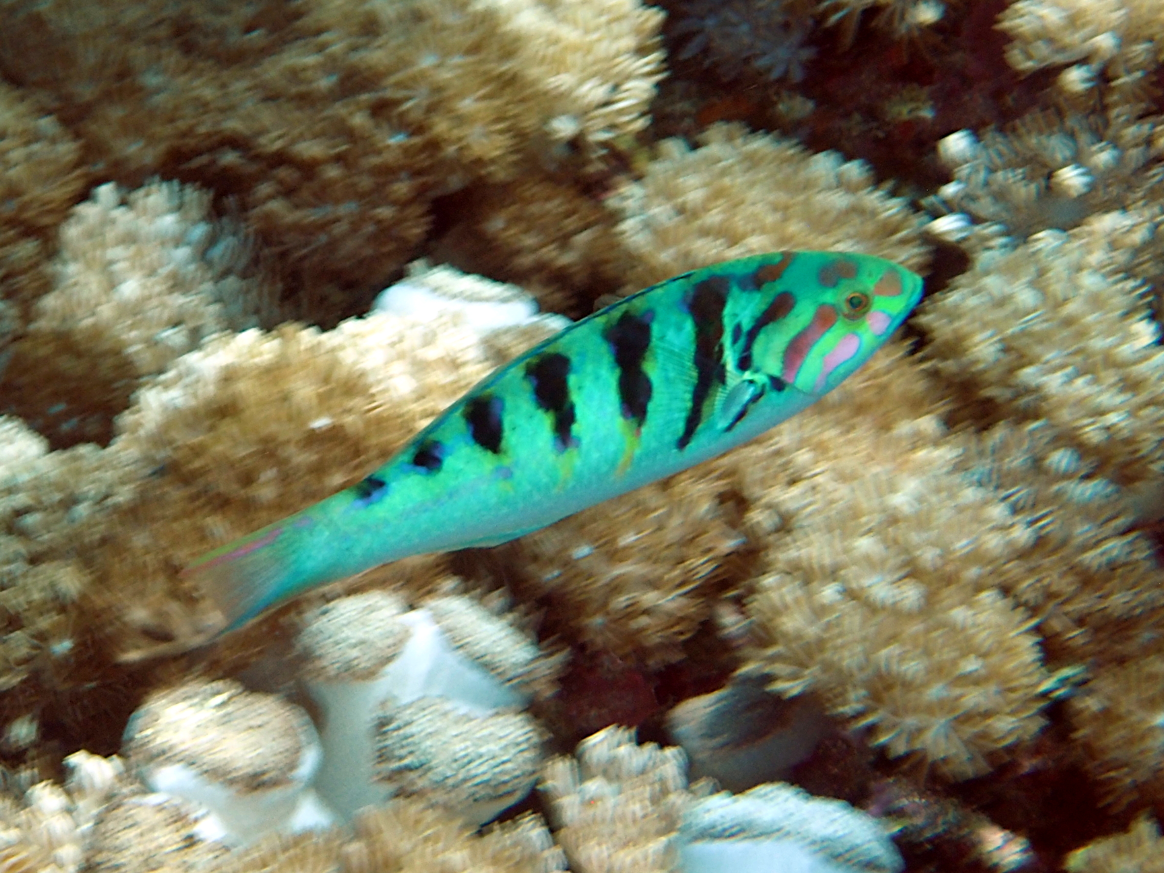 Sixbar Wrasse - Thalassoma hardwicke