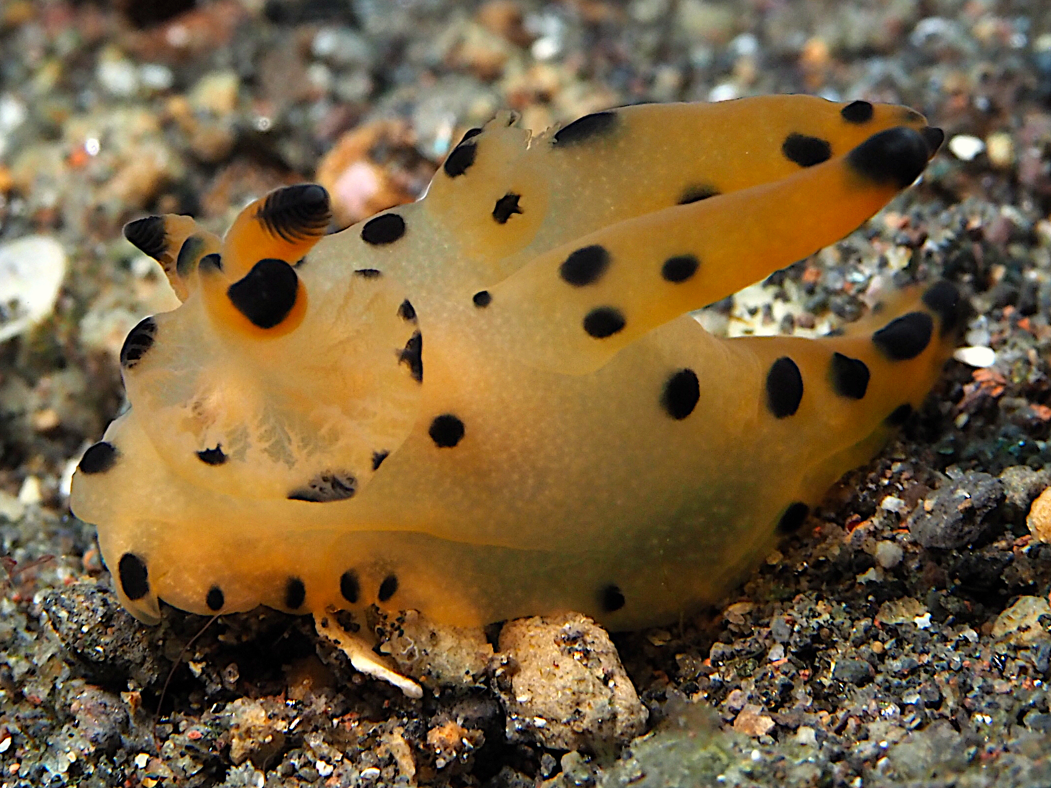 Black-Tipped Thecacera - Thecacera sp. 1