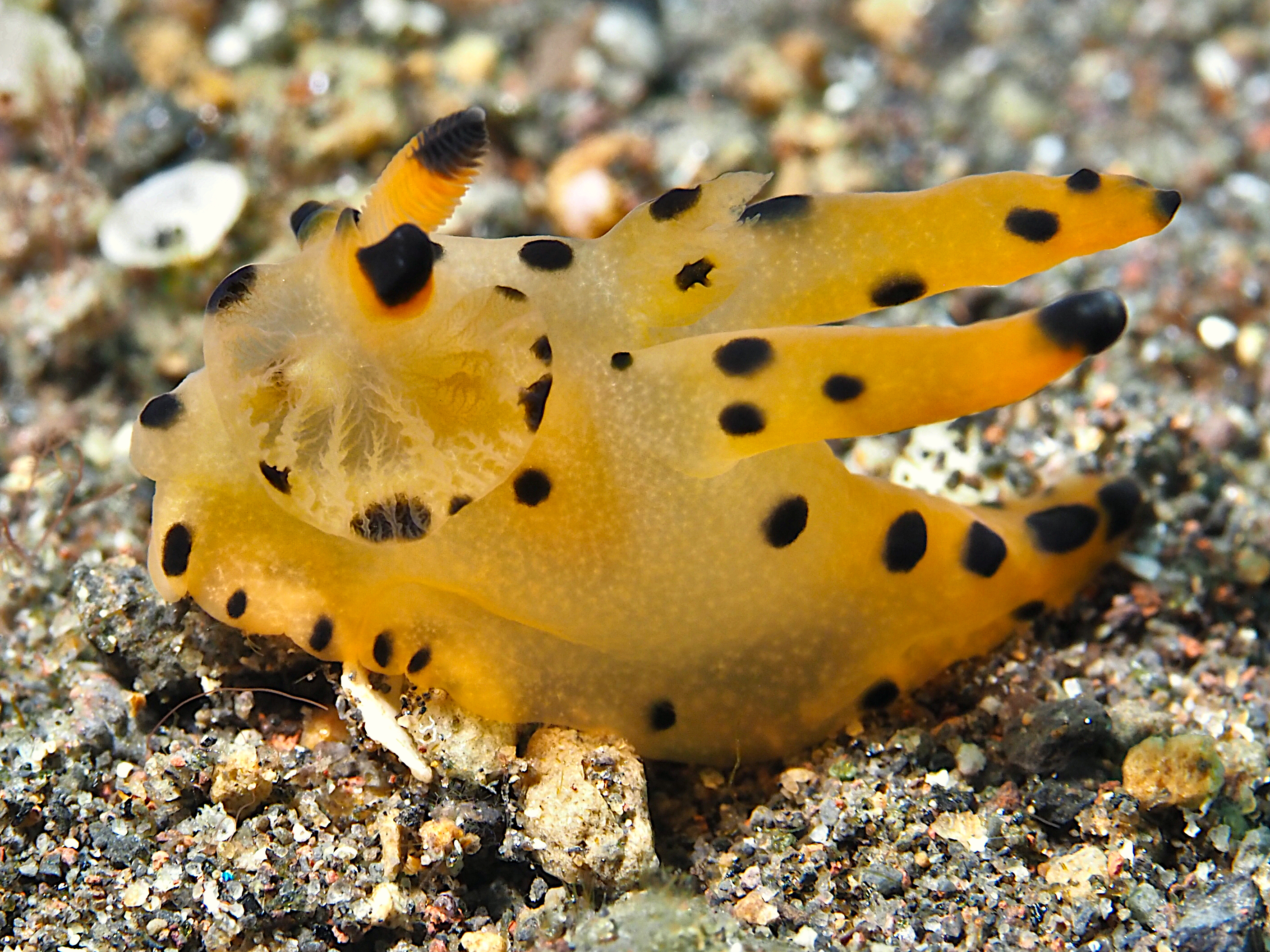 Black-Tipped Thecacera - Thecacera sp. 1