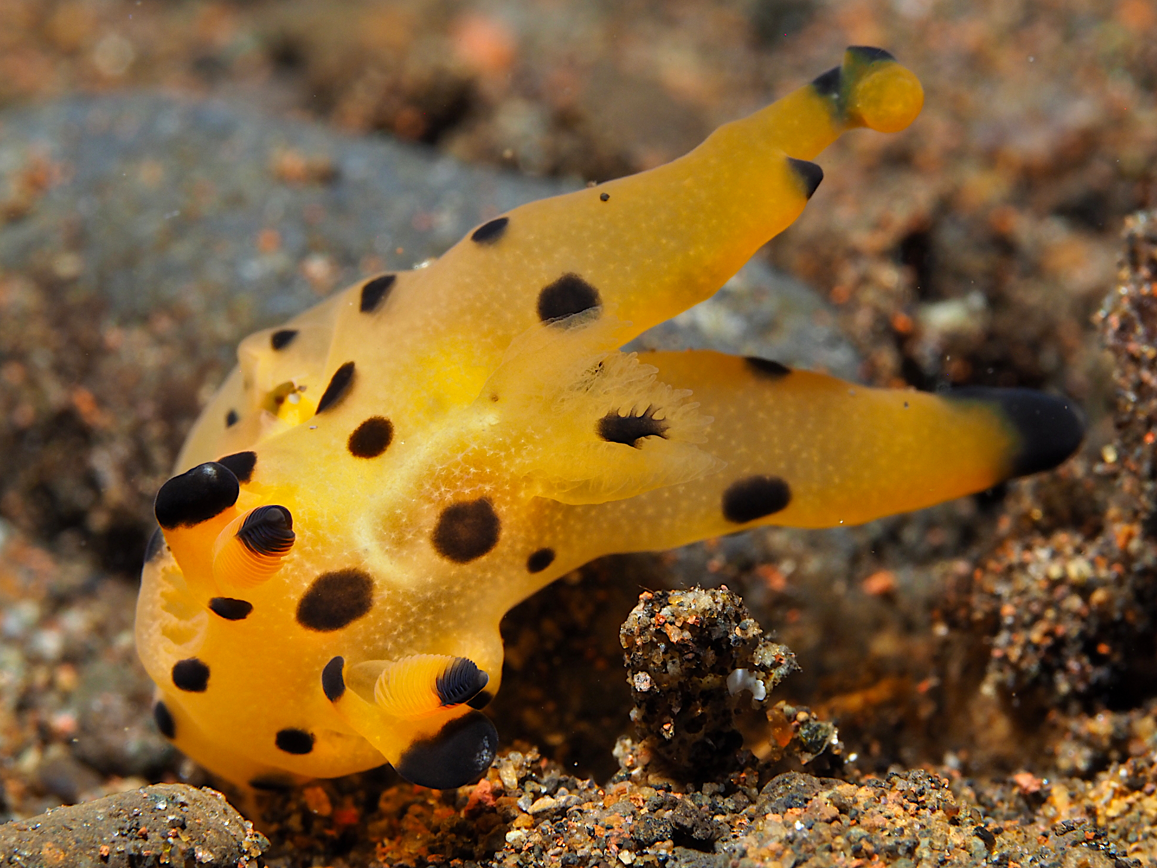 Black-Tipped Thecacera - Thecacera sp. 1