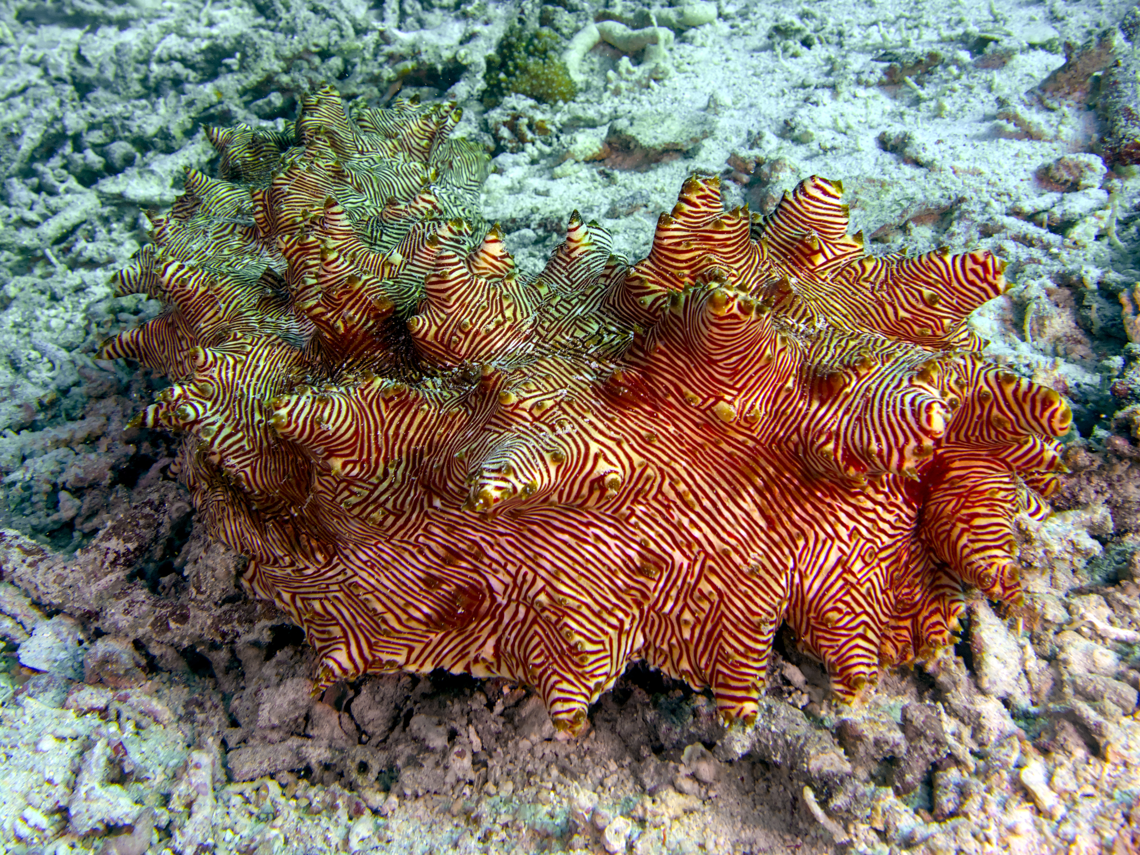 Candycane Sea Cucumber - Thelenota rubralineata - Komodo, Indonesia