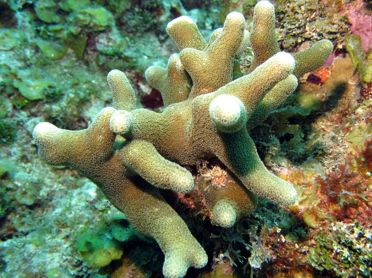 Thin Finger Coral - Porites divaricata