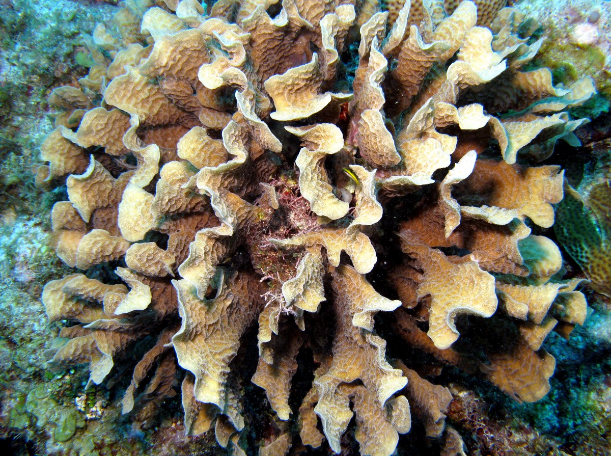 Thin Leaf Lettuce Coral - Agaricia tenuifolia