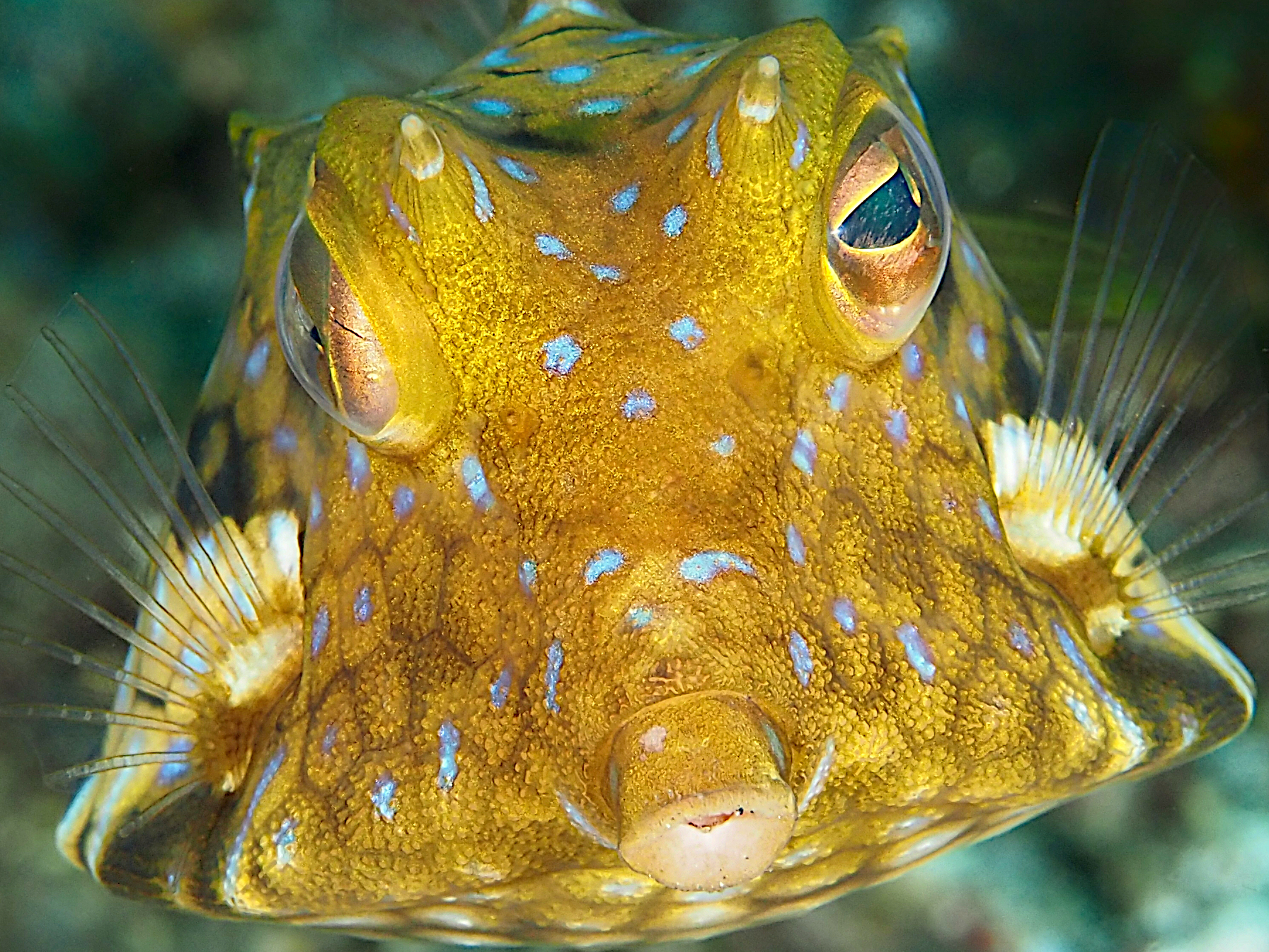 Thornback Cowfish - Lactoria fornasini