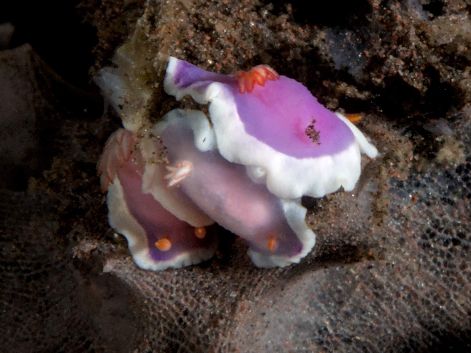 Sea-Purple Thorunna - Thorunna halourga