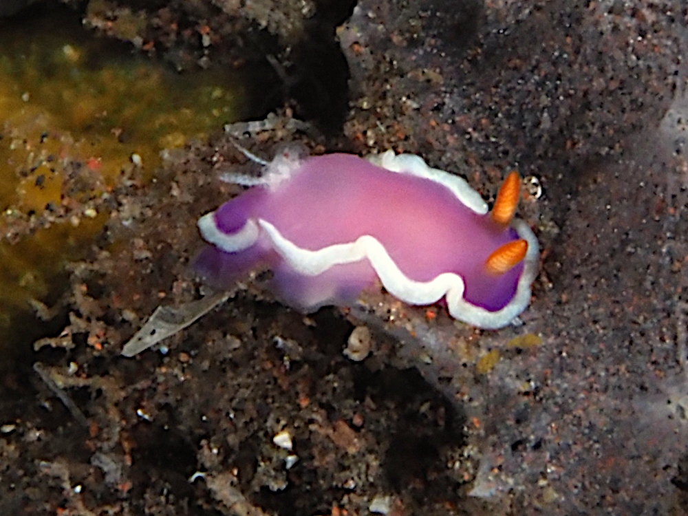 Sea-Purple Thorunna - Thorunna halourga