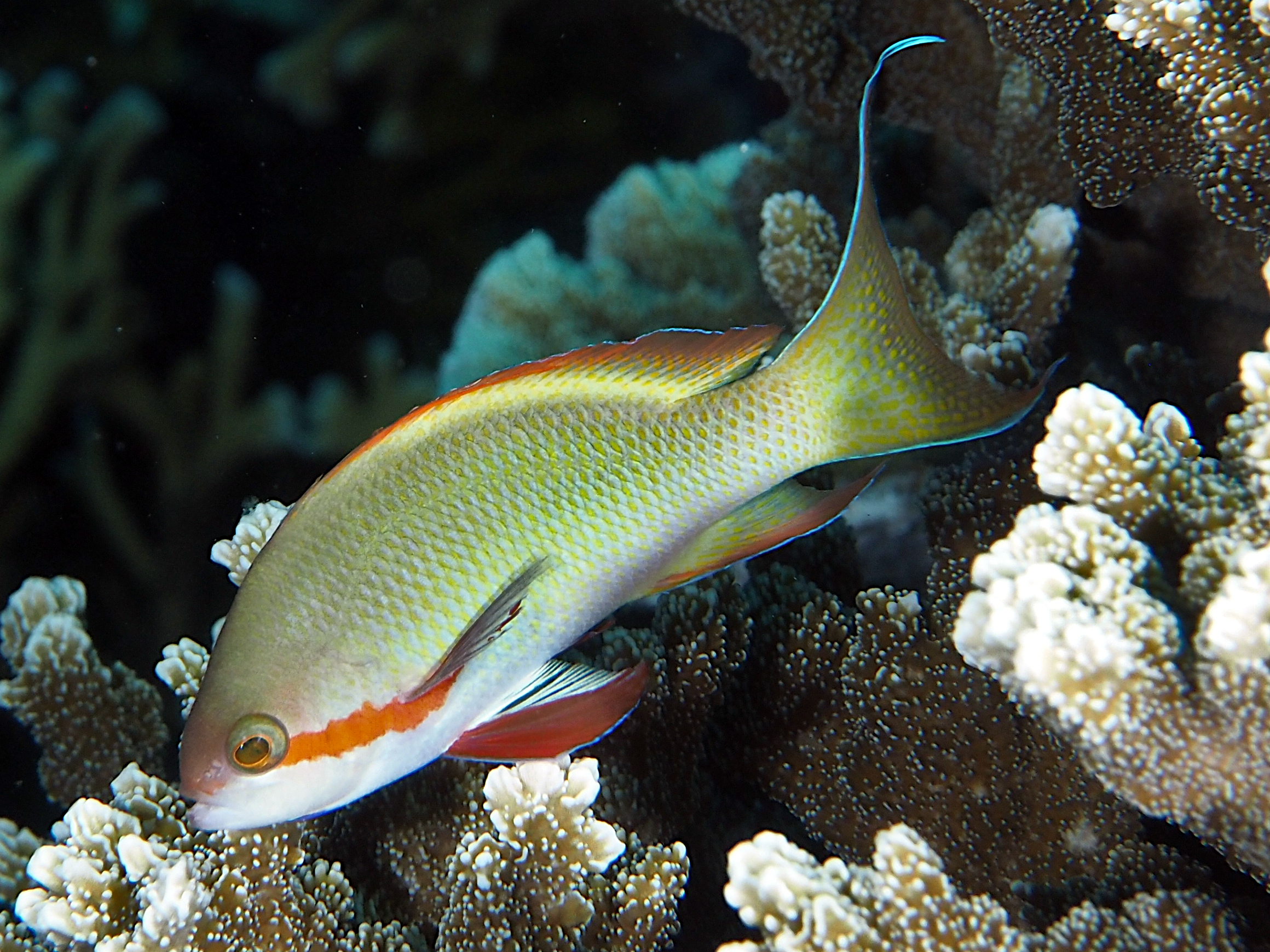 Threadfin Anthias - Pseudanthias huchtii