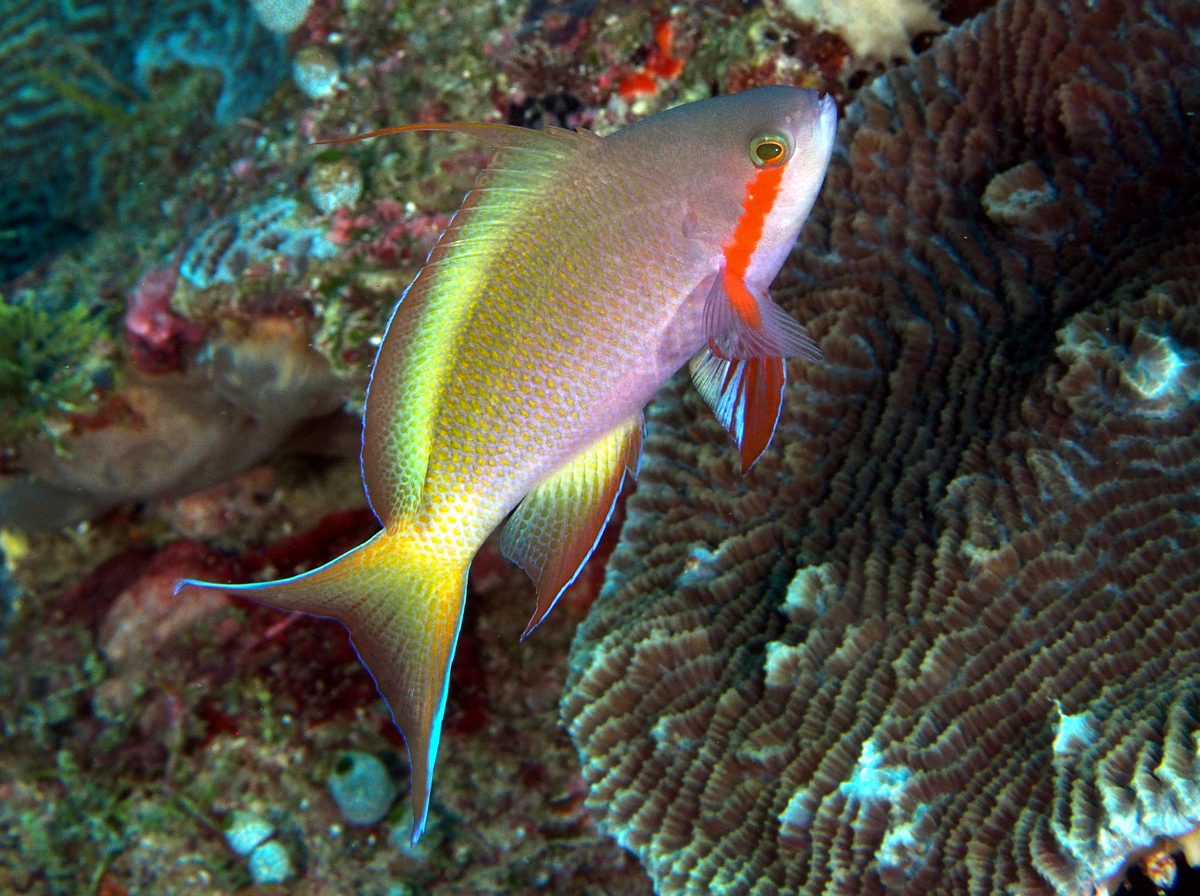 Threadfin Anthias - Pseudanthias huchtii