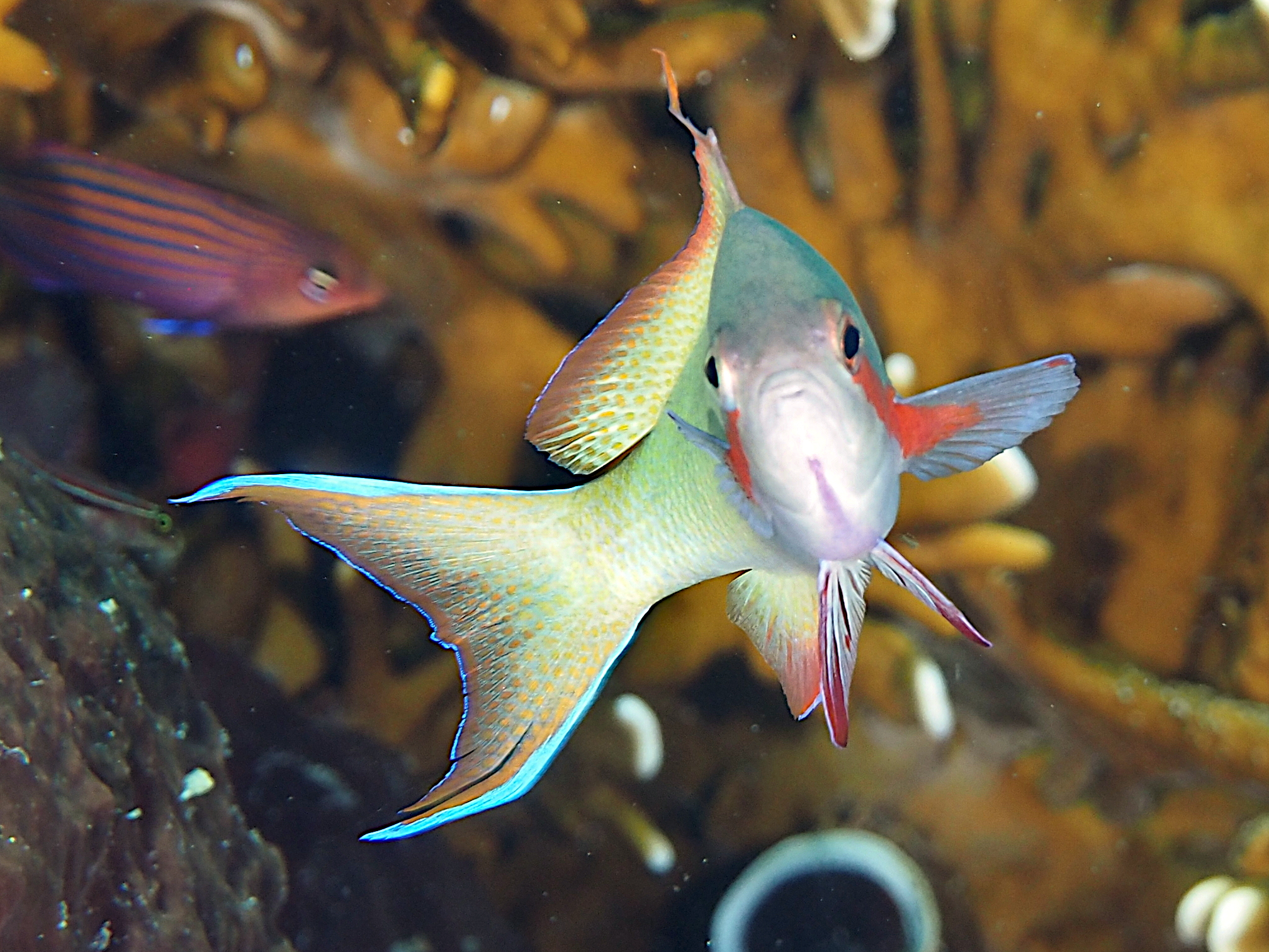 Threadfin Anthias - Pseudanthias huchtii