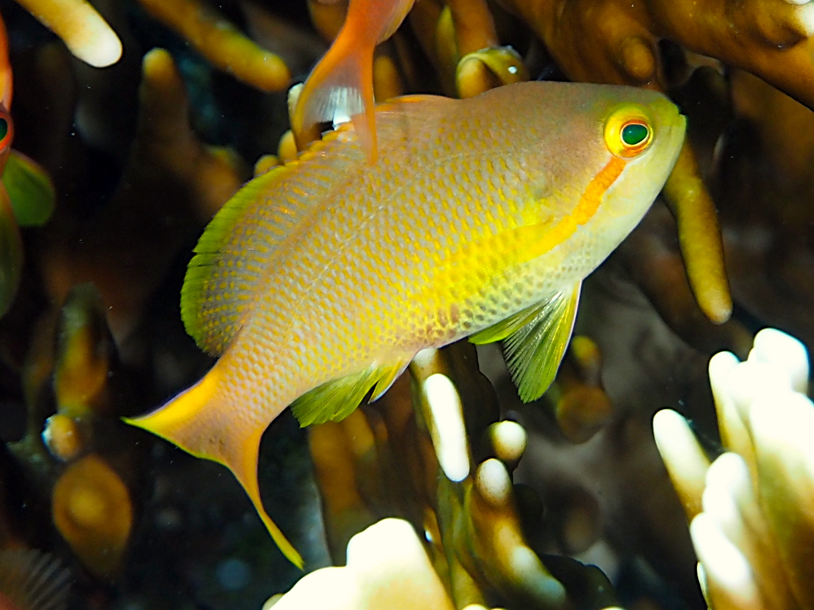 Threadfin Anthias - Pseudanthias huchtii