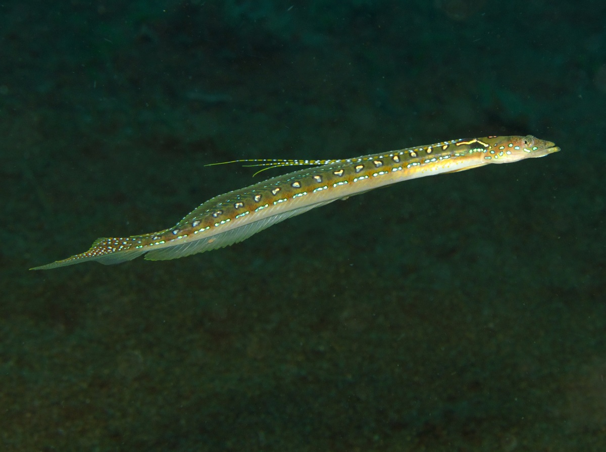 Threadfin Sand Diver - Trichonotus elegans