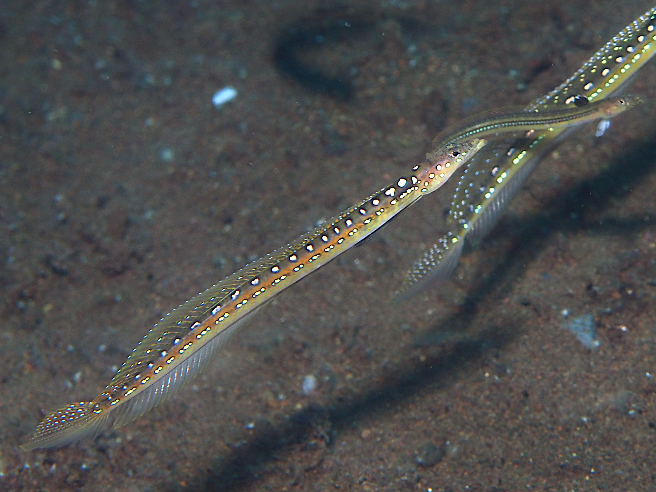 Threadfin Sand Diver - Trichonotus elegans