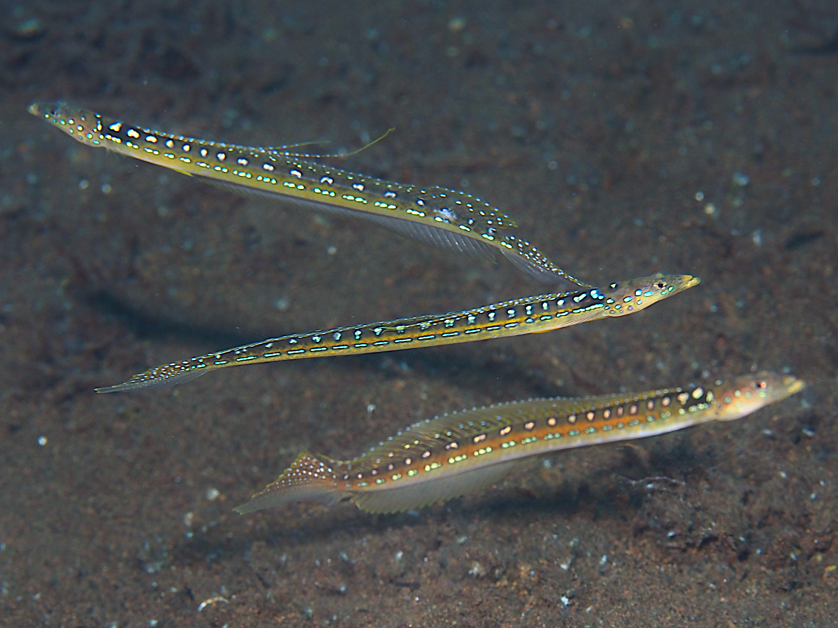Threadfin Sand Diver - Trichonotus elegans