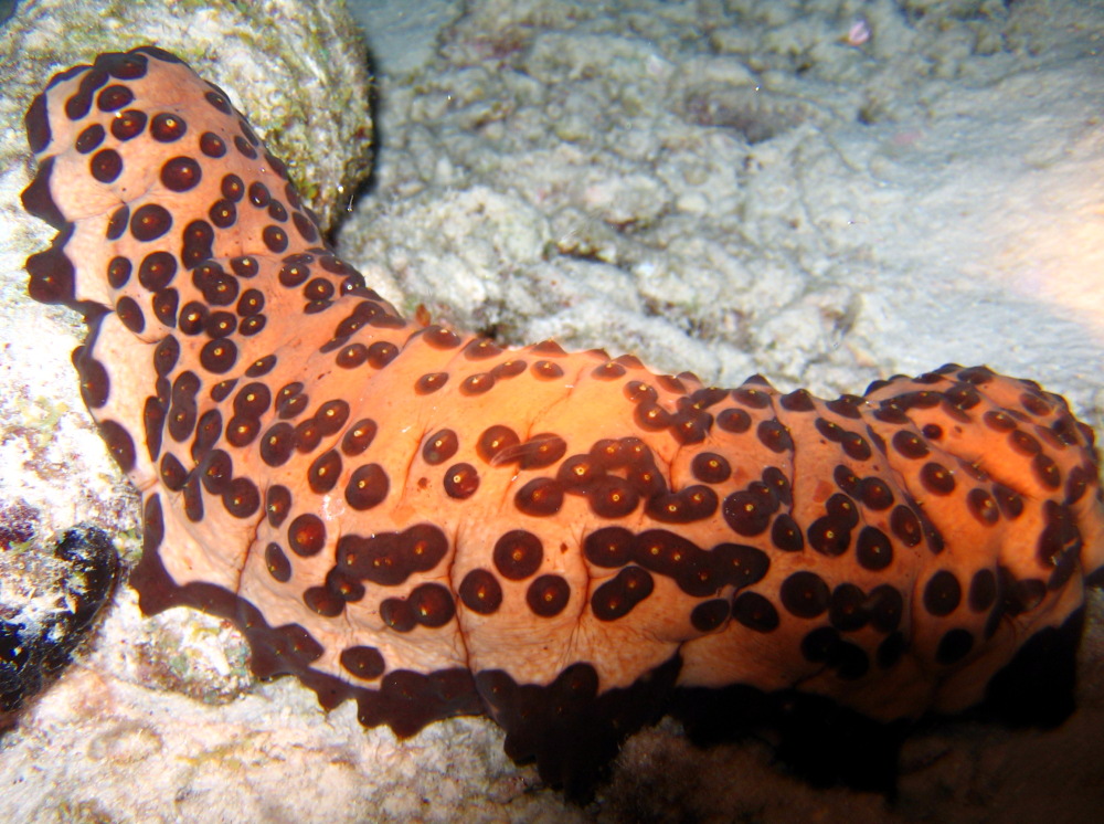 Three-Rowed Sea Cucumber - Isostichopus badionotus
