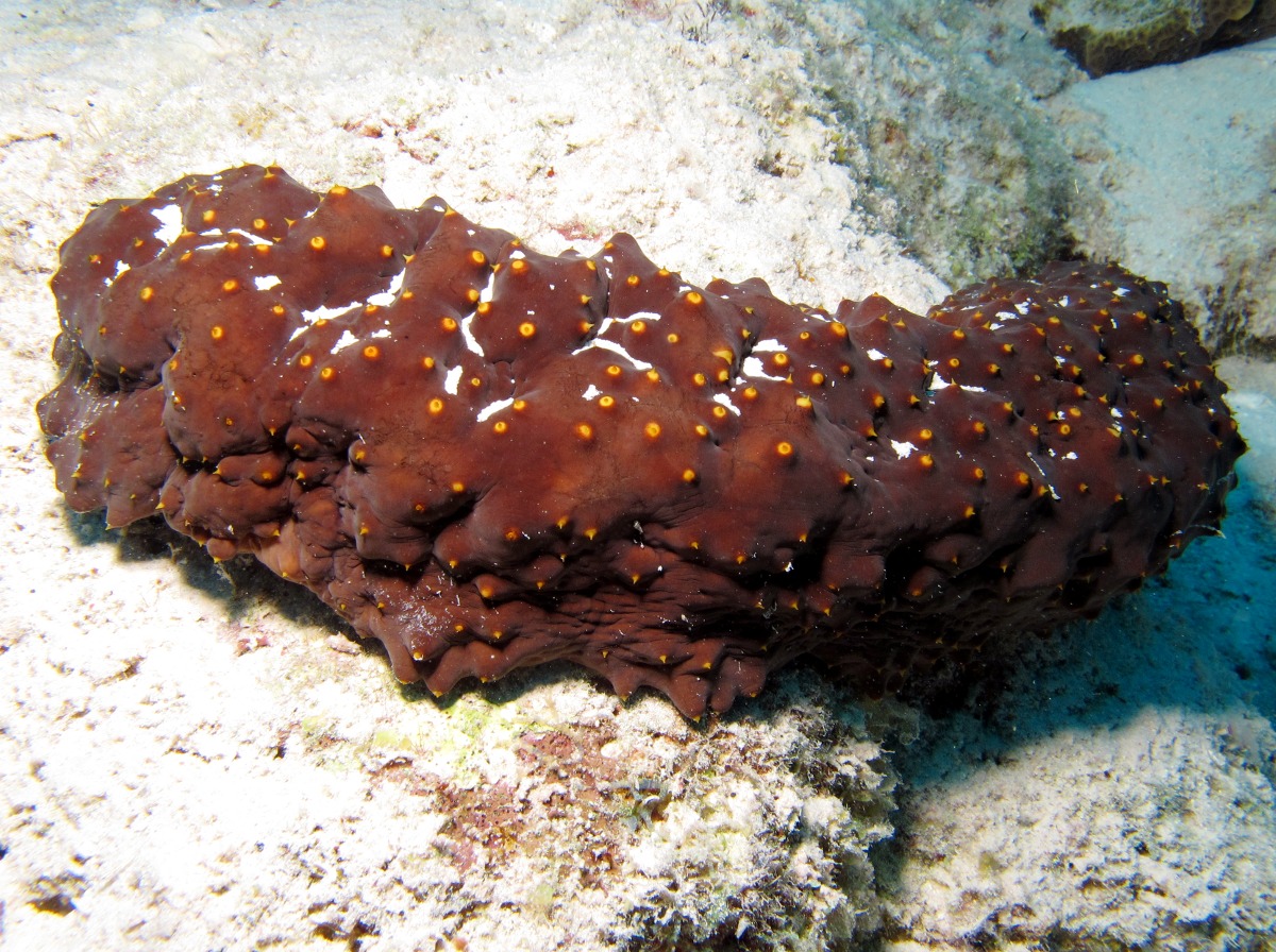 Three-Rowed Sea Cucumber - Isostichopus badionotus