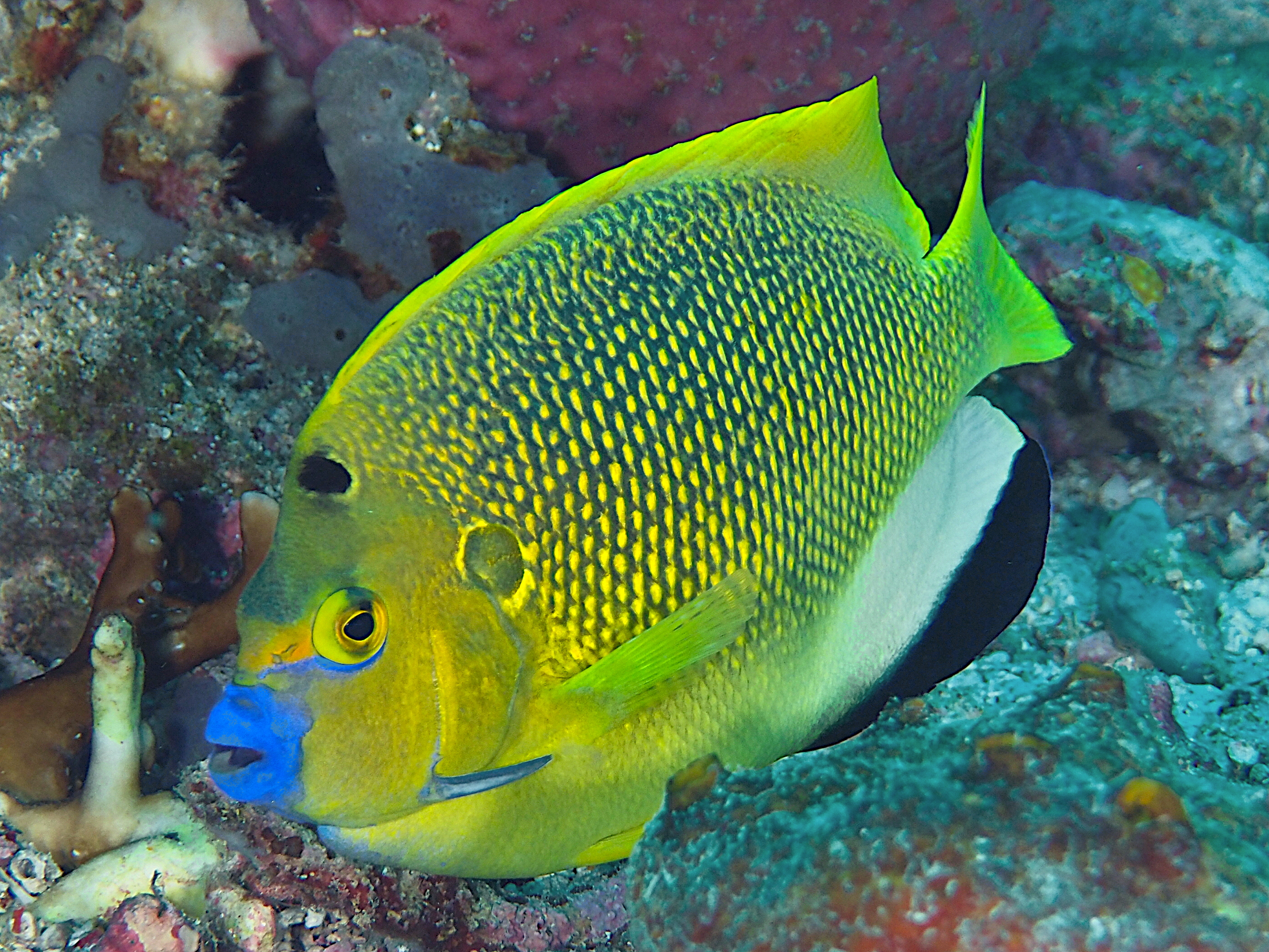 Threespot Angelfish - Apolemichthys trimaculatus